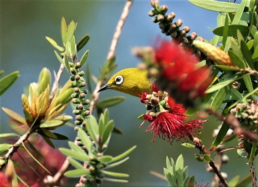 Indian White-eye (Zosterops palpebrosus) Doi Ang Kang Chiang Mai (7).jpg