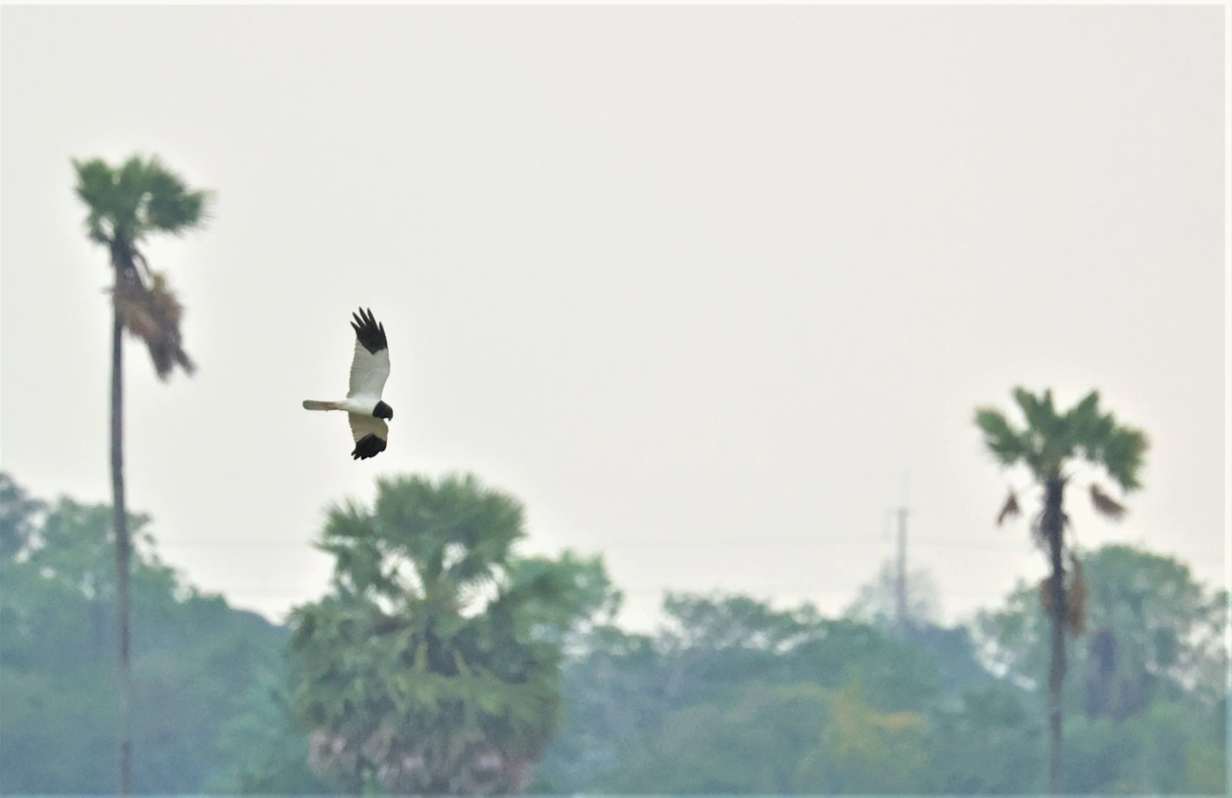 HARRIER - PIED HARRIER - Circus melanoleucos - PATHUM THANI RICE RESEARCH CENTER MARCH 2022 (3).jpg
