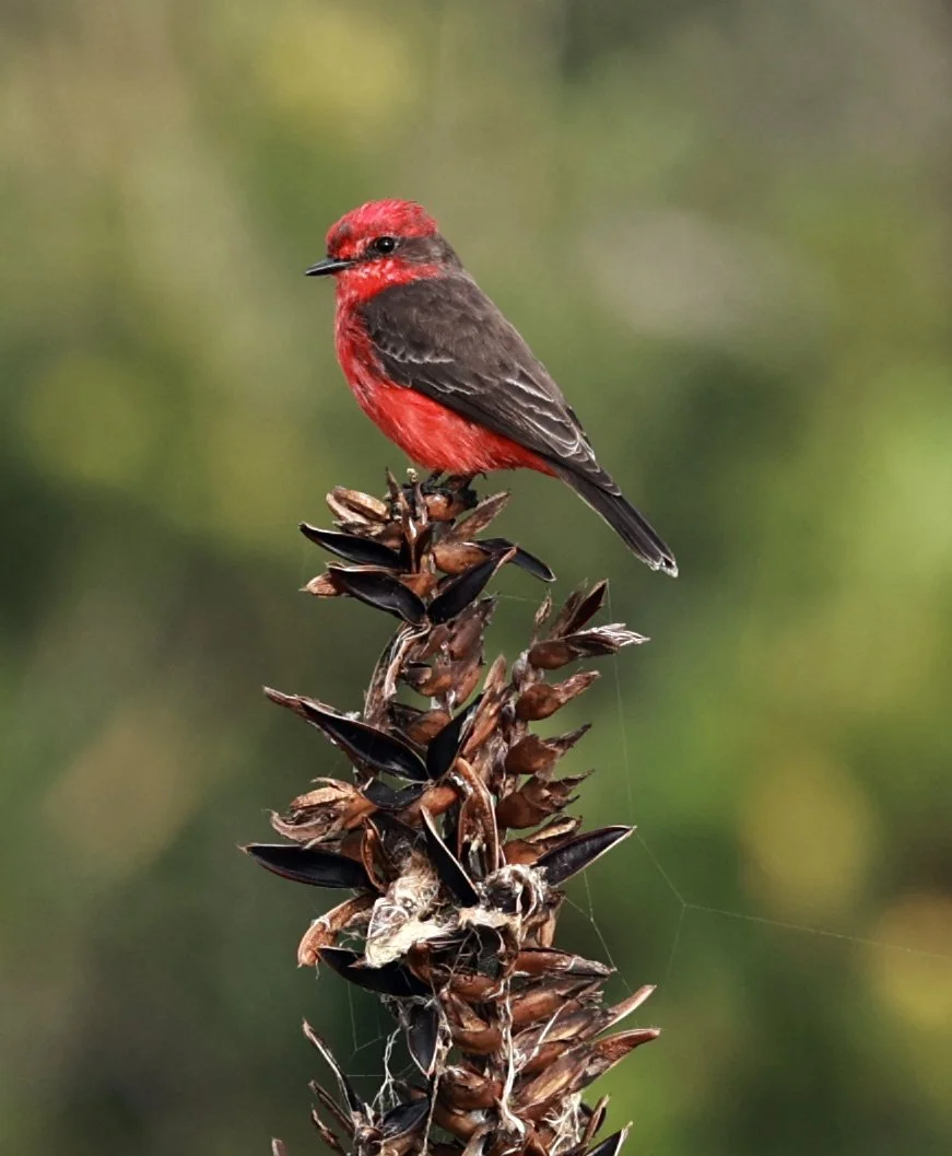 Vermilion Flycatcher (Pyrocephalus rubinus) Superagüi National Park, Brazil (10).jpg