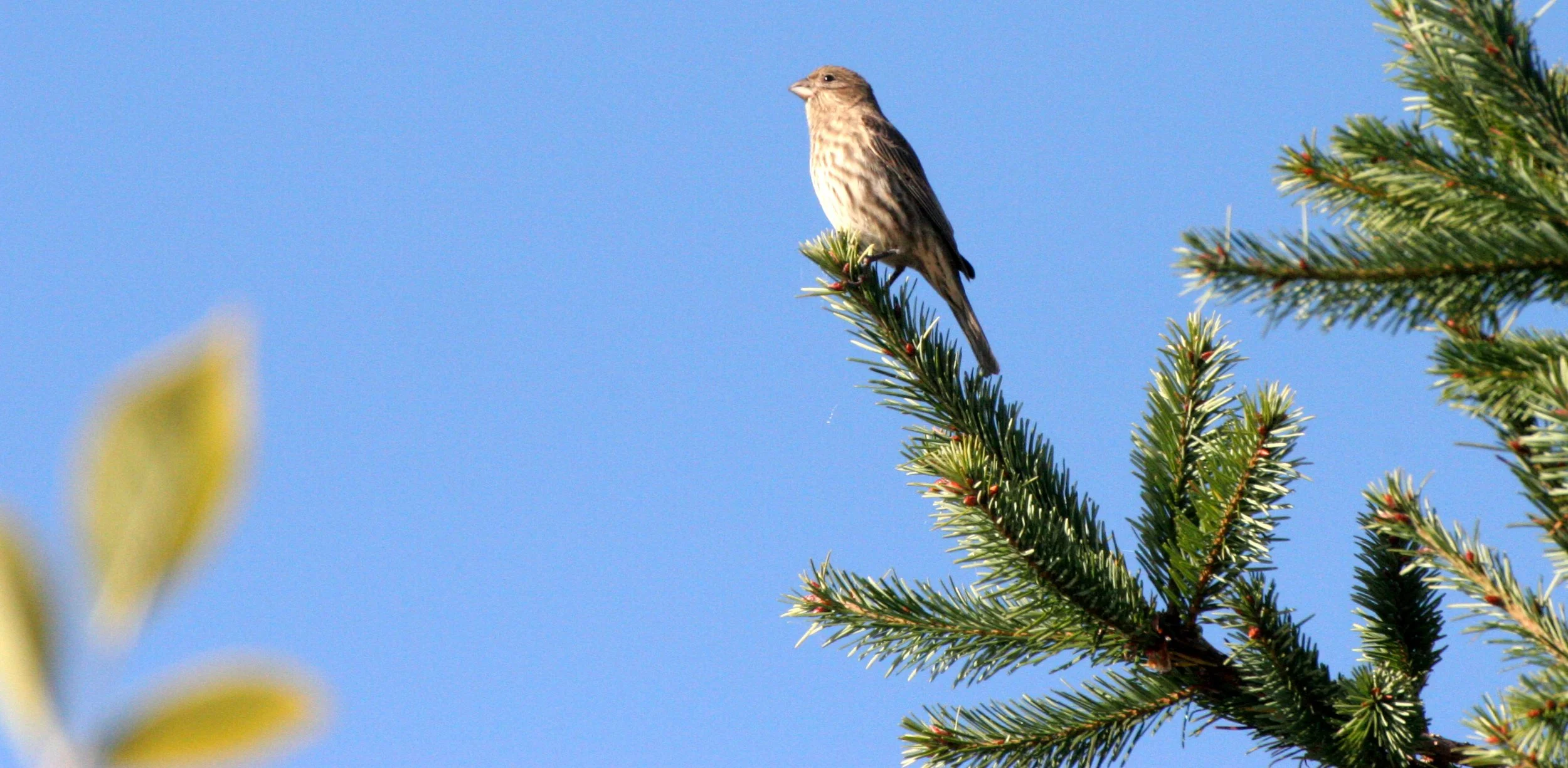 BIRD - SISKIN - PINE SISKIN - DUNGENESS WETLANDS.JPG