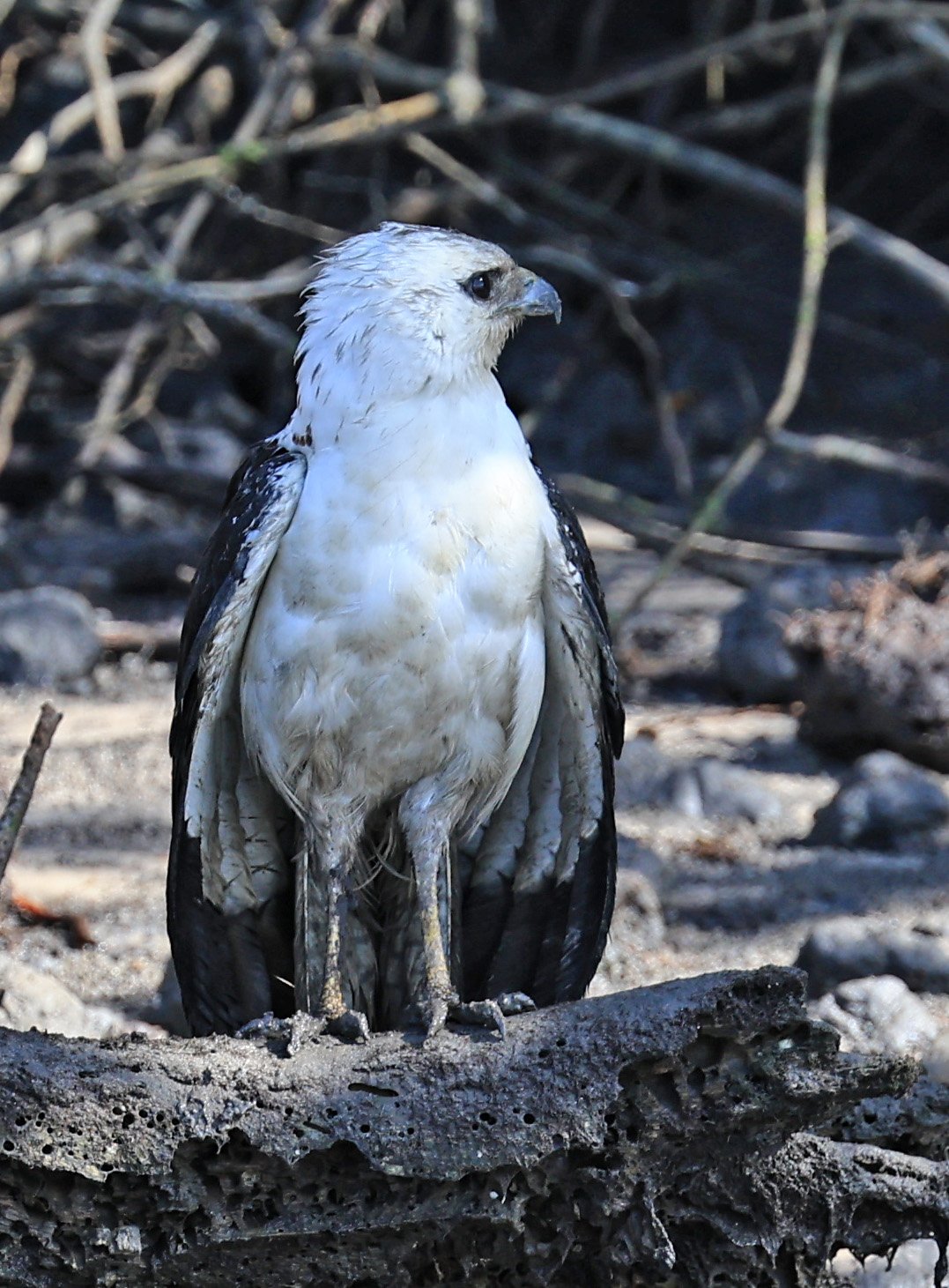 White-necked Hawk (Amadonastur lacernulatus) Superagui National Park