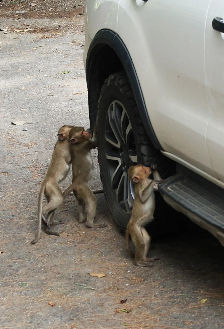 Khao Nor Khao Kaew Bat Viewing Nakhon Sawan (29).jpg