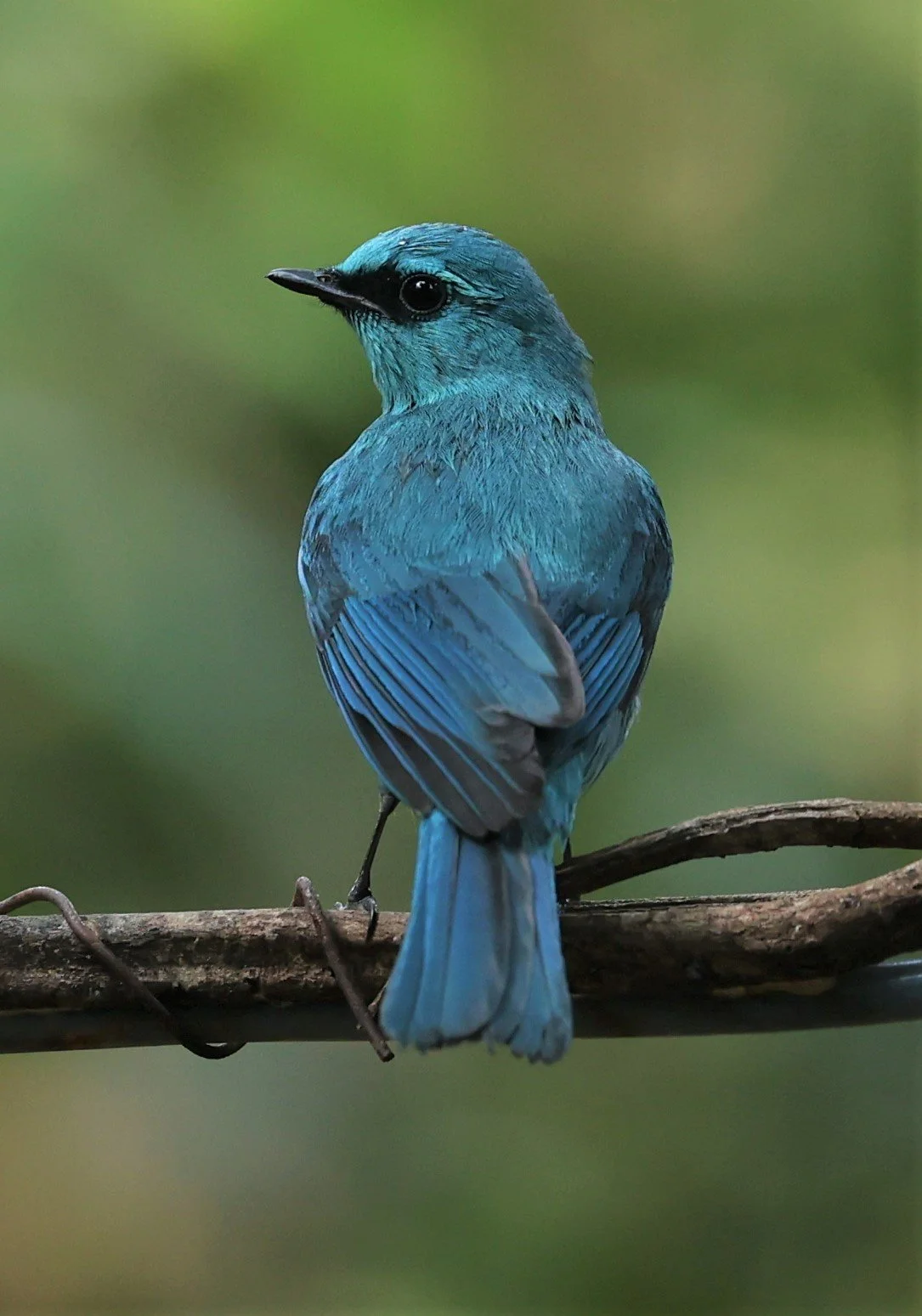 FLYCATCHER - VERDITER FLYCATCHER - Eumyias thalassina - WAT THAM PRATHUM CHONBURI JAN 30 2022 (97).jpg