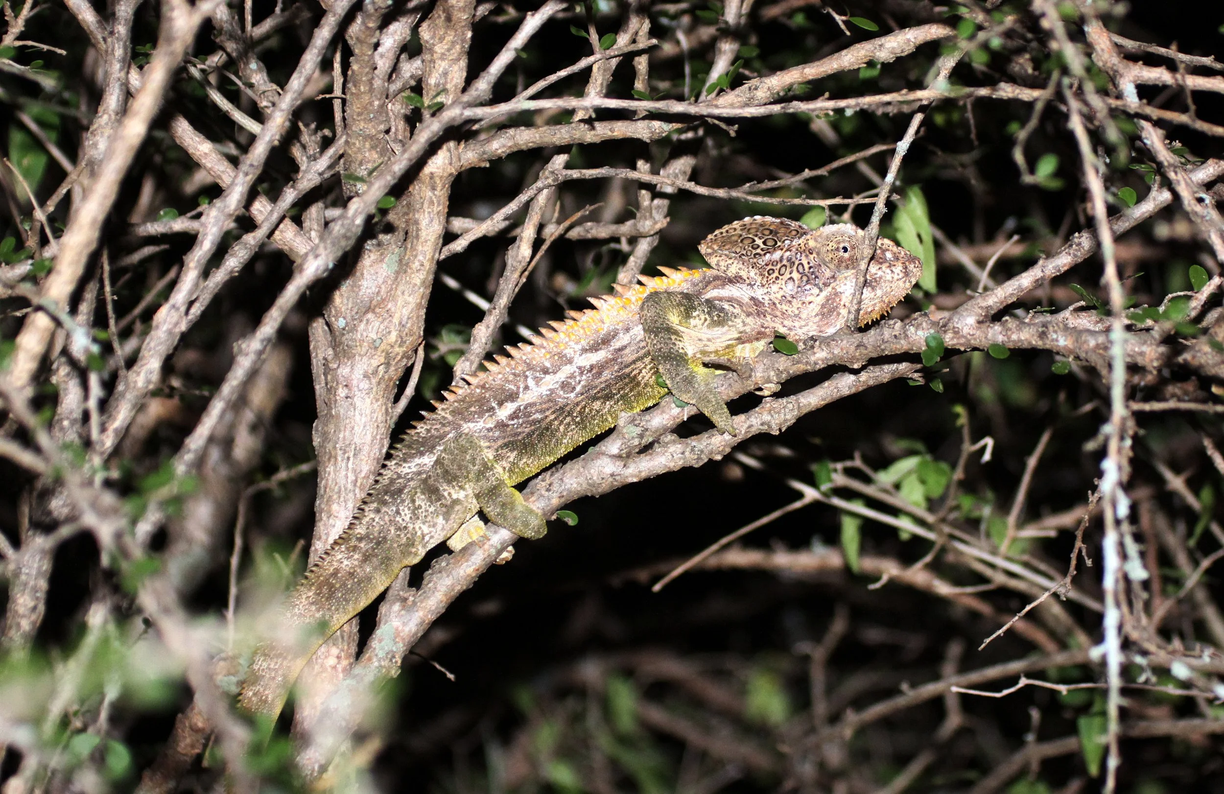 Furcifer verrucosus - MADAGASCAR WARTY CHAMELEON - BERENTY RESERVE MADAGASCAR (3).JPG