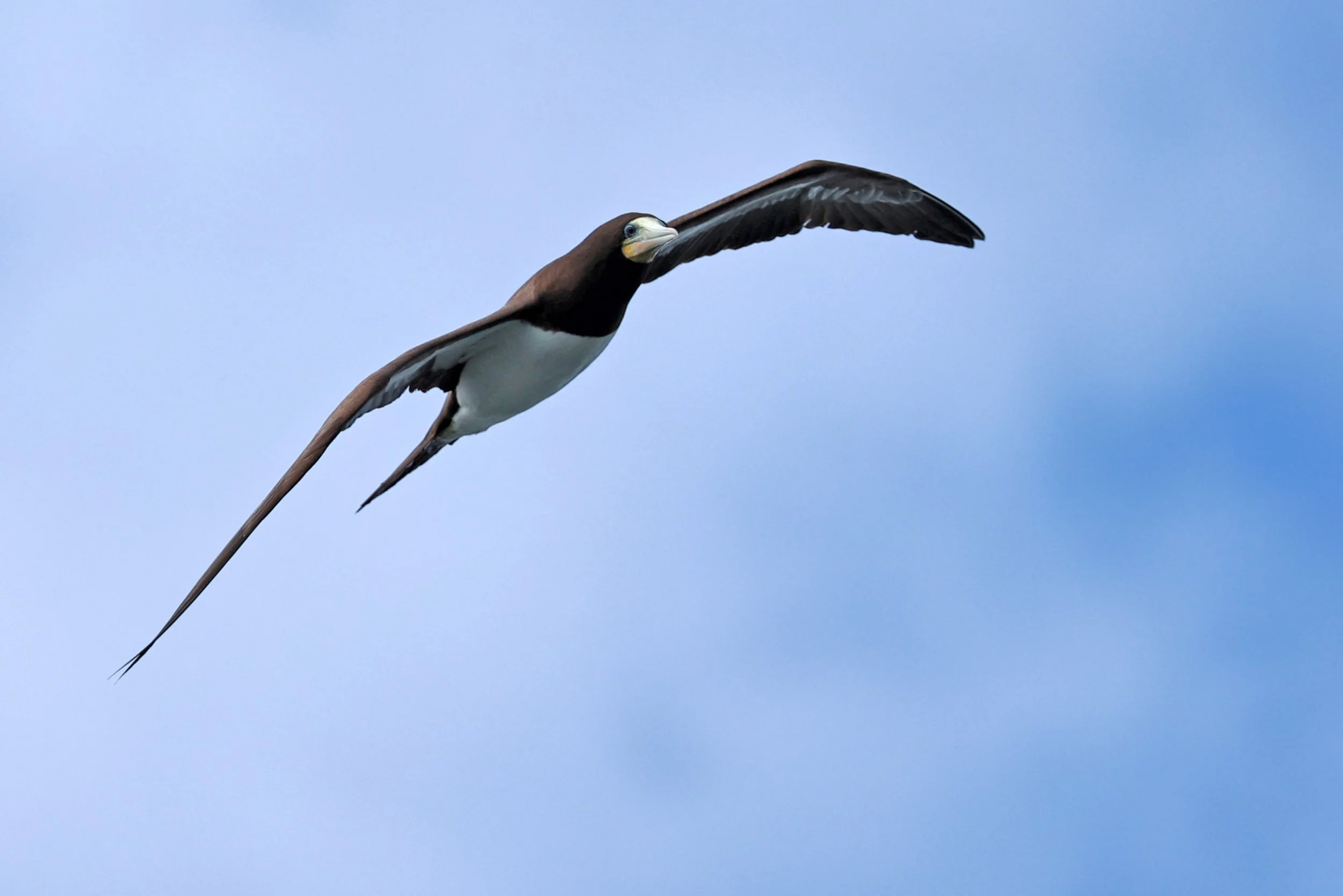 Brown Booby (Sula leucogaster) Superagüi National Park, Brazil (5).jpg