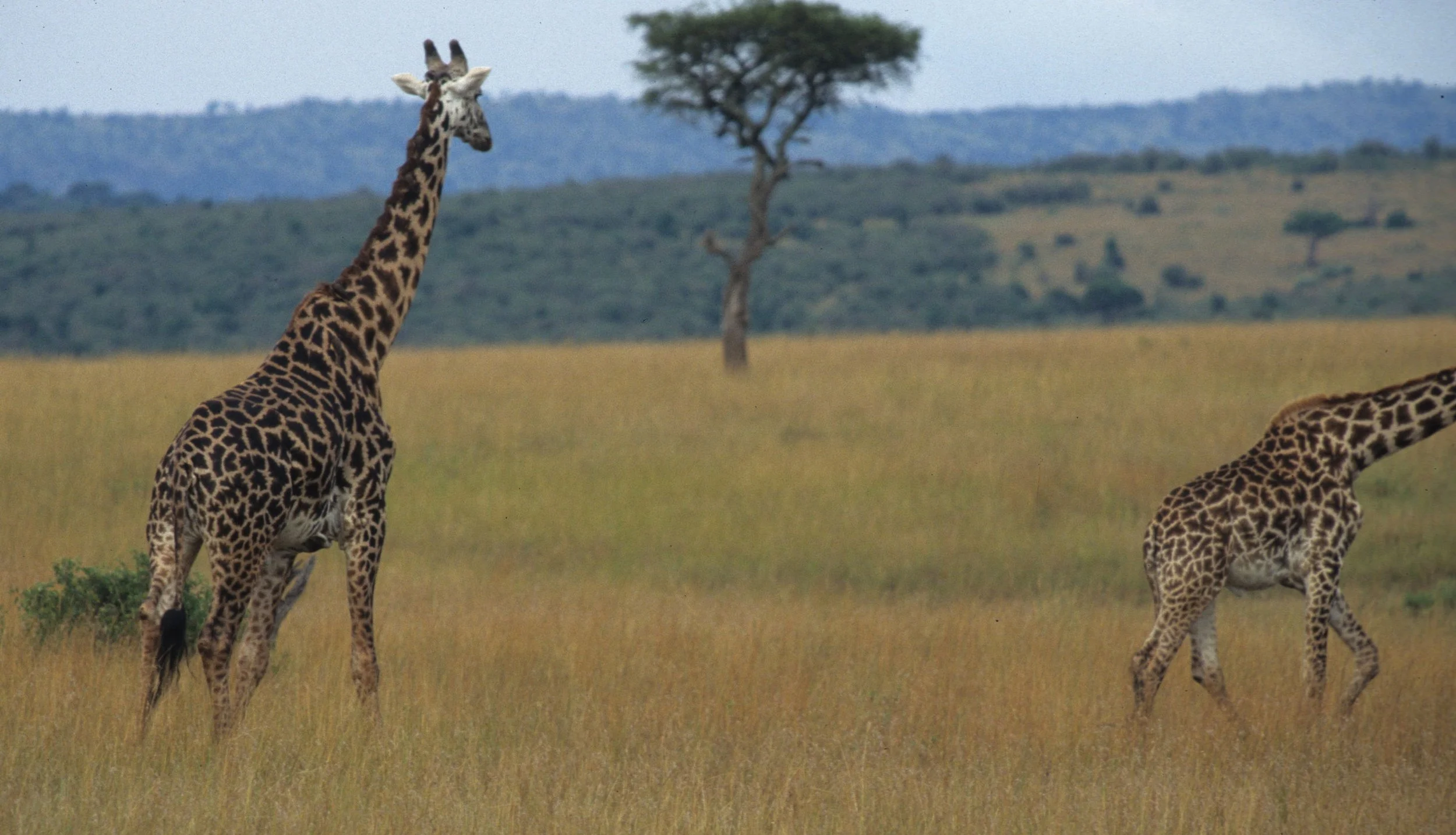 GIRAFFE-MASAI-SERENGETI 30.jpg