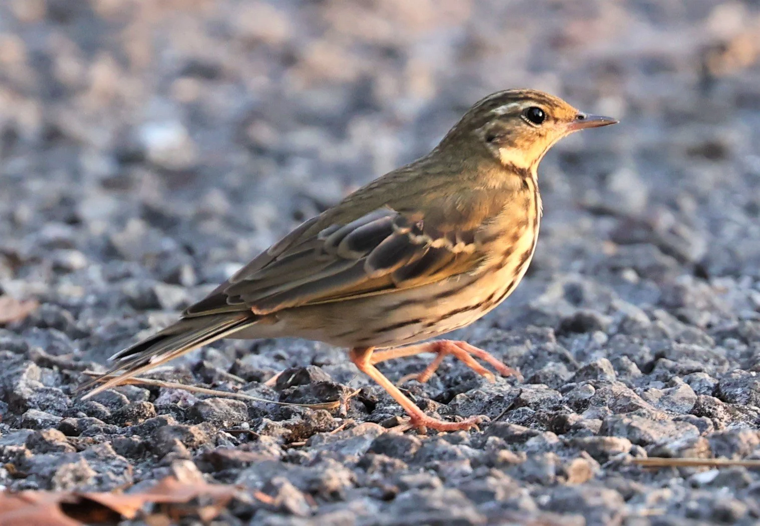 Olive-backed Pipit (Anthus hodgsoni) DOI LANG WEST, DOI PHA HOM POK NP, CHIANG MAI DEC 2021 (1).jpg