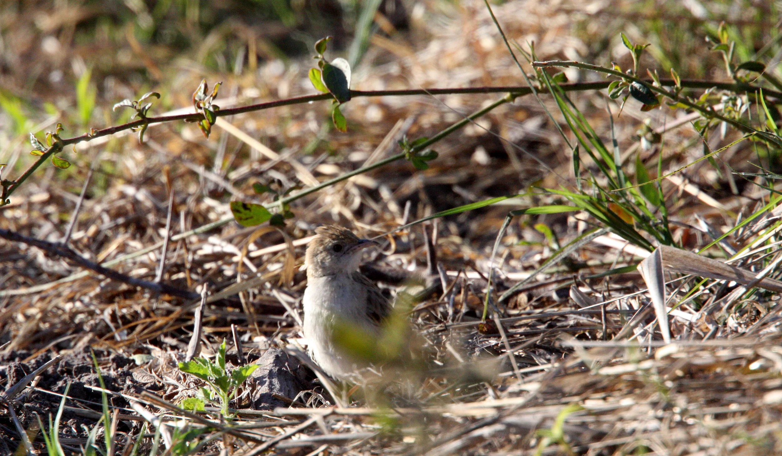 Rufous-naped Lark (Mirafra africana) Khwai Camp Okavango Botswana (2).JPG