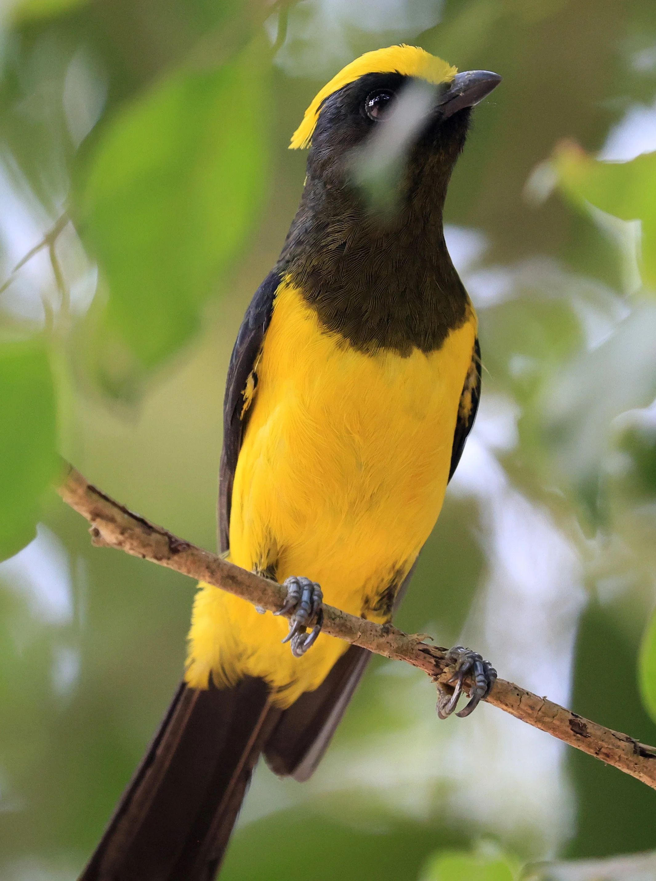 Sultan Tit (Melanochlora sultanea) Kaeng Krachan National Park ESS Expedition 2026(38).jpg