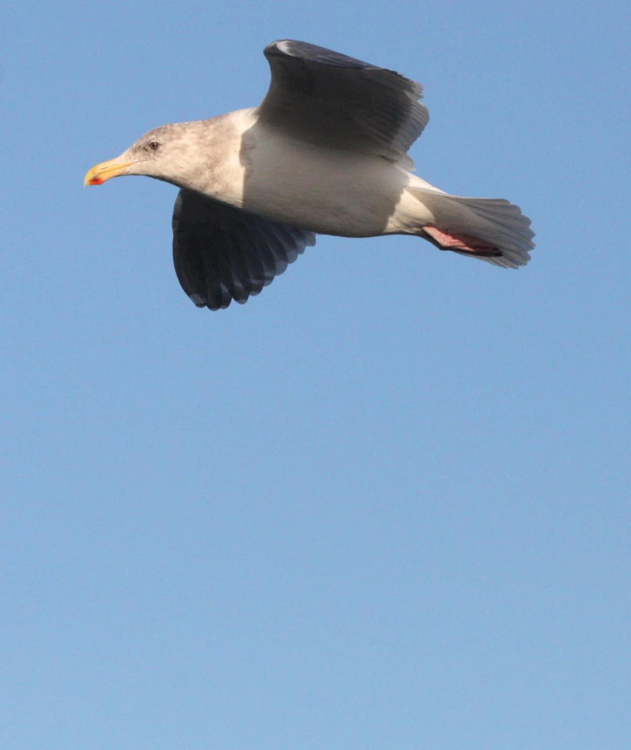 BIRD - GULL - GLAUCOUS-WINGED GULL - PA HARBOR WA.JPG