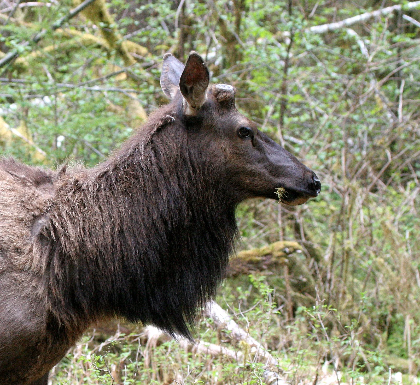 Cervus canadensis roosevelti - ROOSEVELT ELK - HOH RIVER VALLEY - ONP WA  (96).JPG