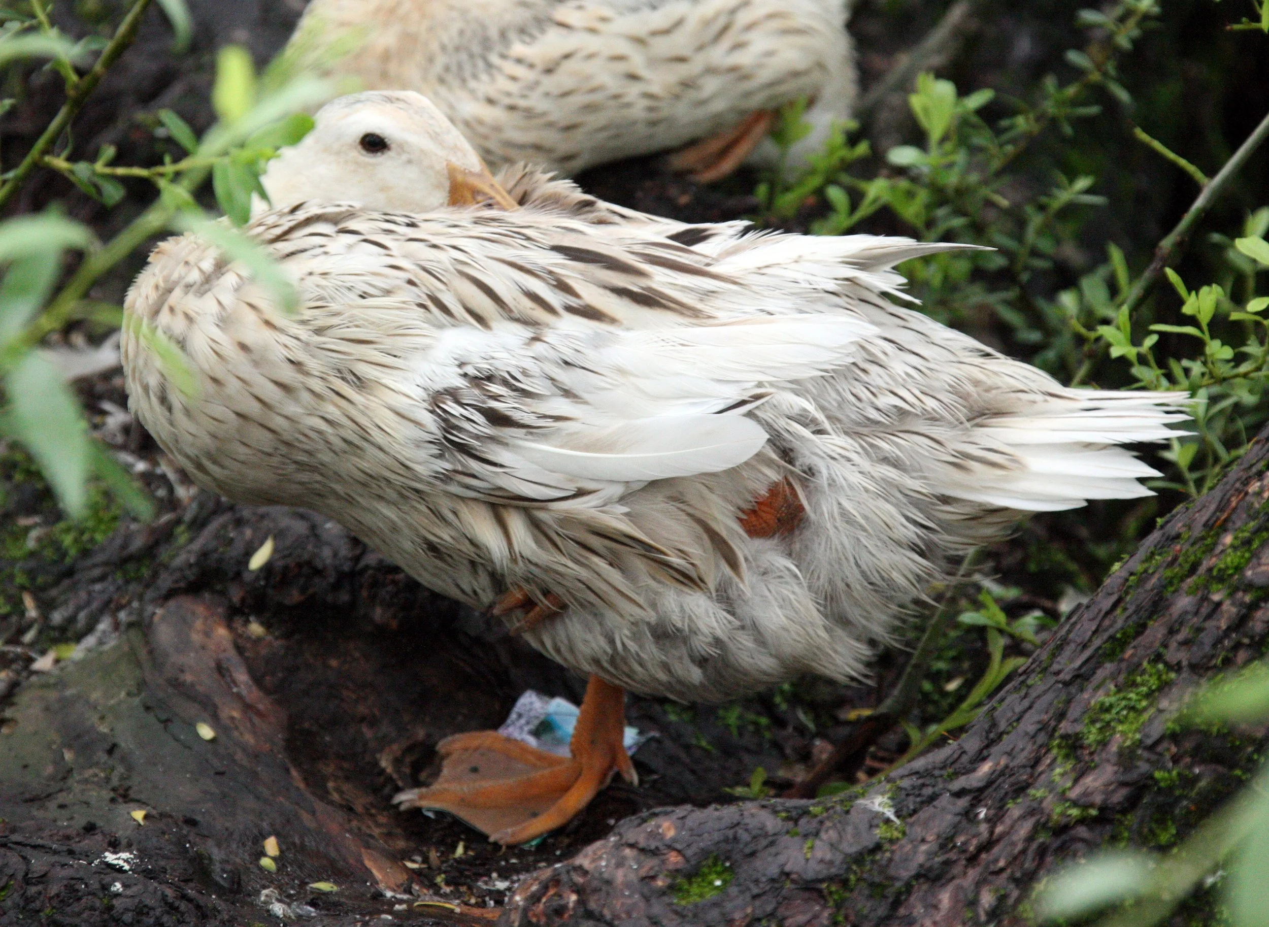 HONGCUN VILLAGE - ANHUI PROVINCE CHINA (33).JPG