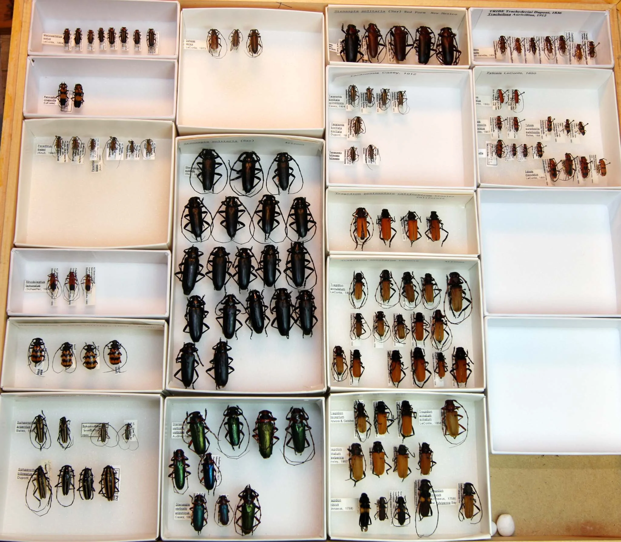 26 Cerambycinae - Trachyderini.JPG