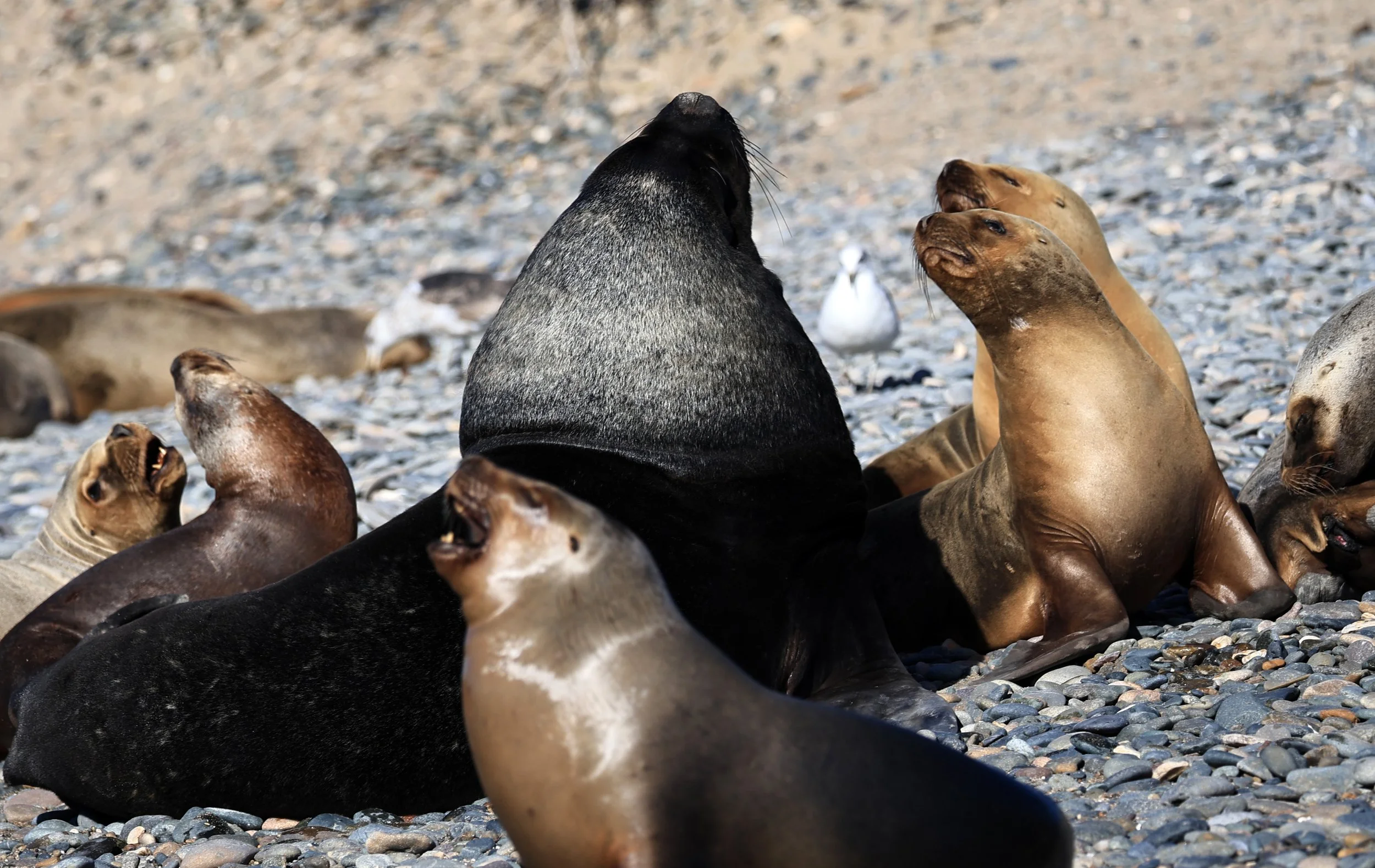 South American Sea Lion (Otaria flavescens) Puerto Rawson Argentina (64).jpg