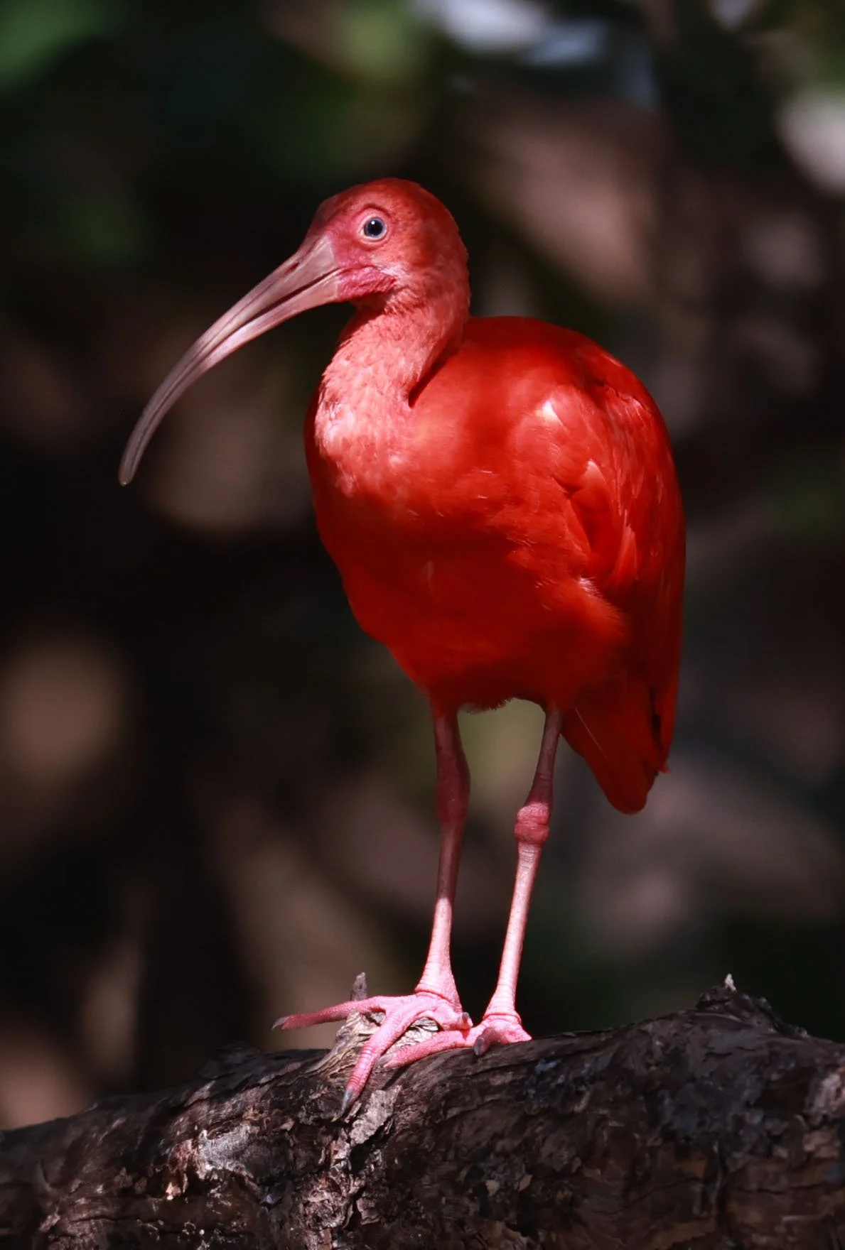 Ibis - Scarlet Ibis - Eudocimus ruber - 29 Songkaow Cafe, Chachoengsao Thailand (312).jpg
