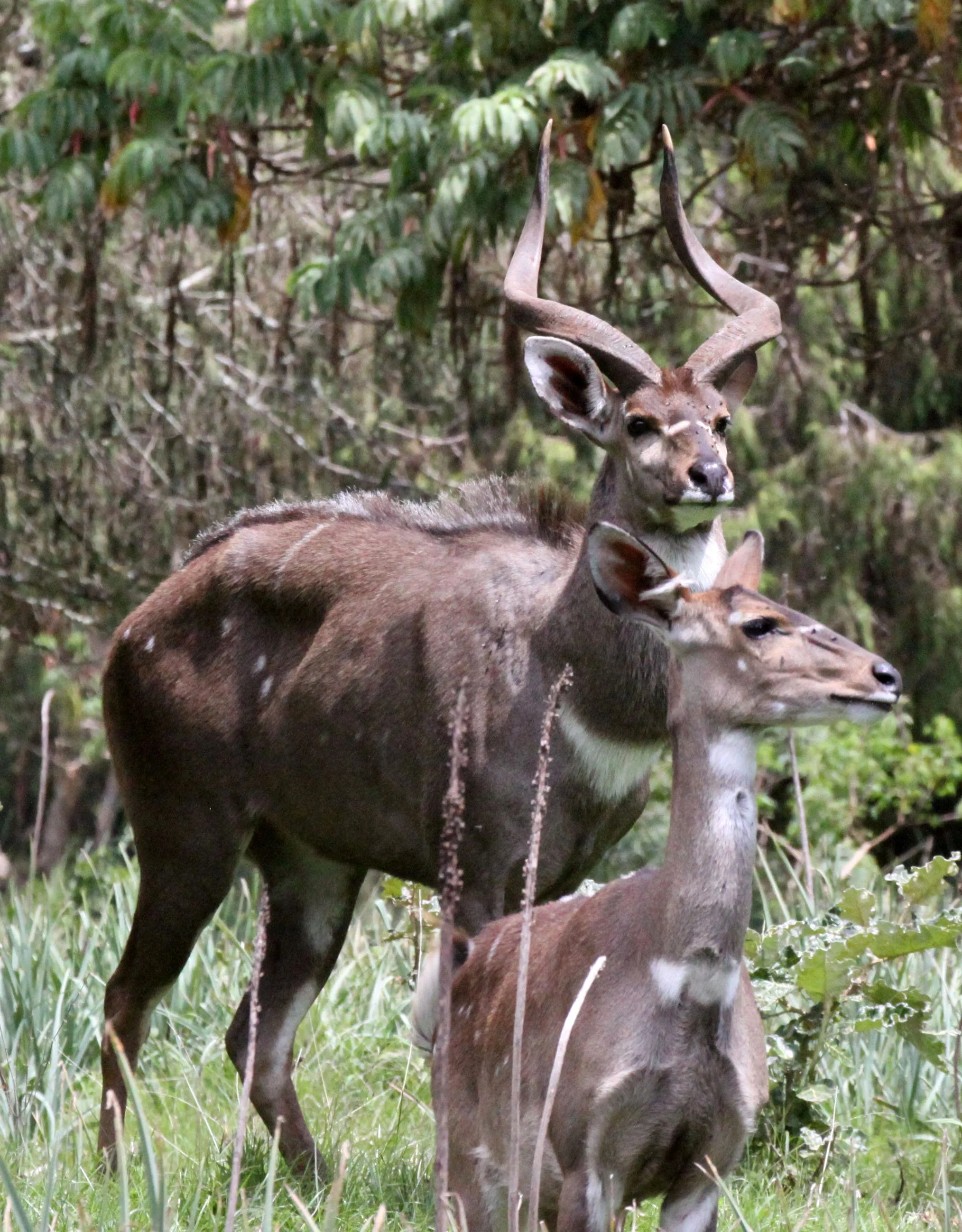 NYALA - MOUNTAIN NYALA - Tragelaphus buxtoni - BALE MOUNTAINS NATIONAL PARK ETHIOPIA (119).JPG