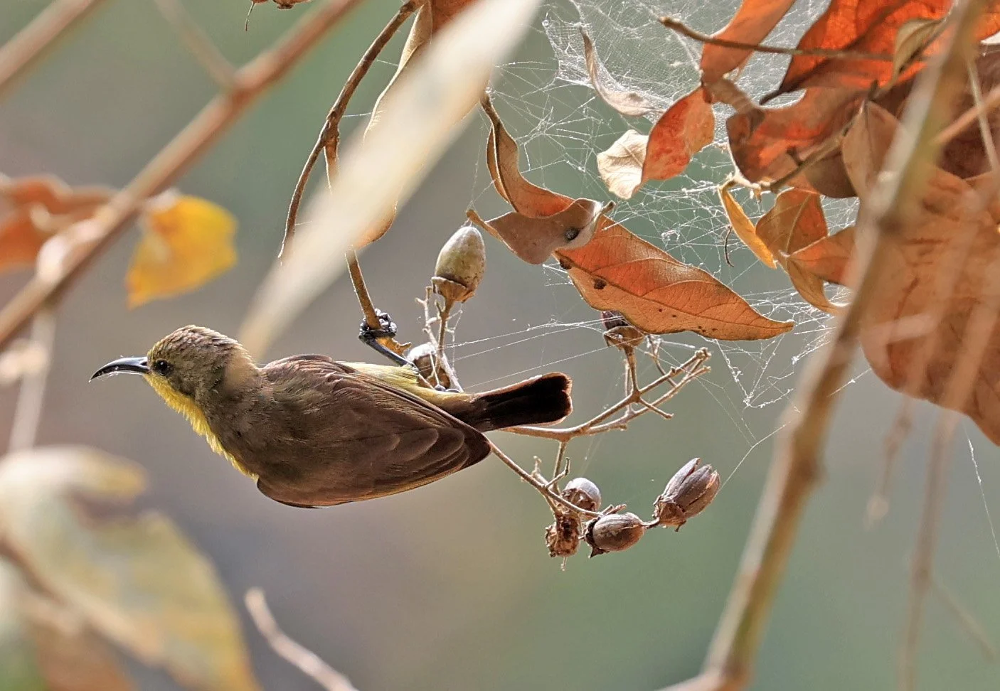 Ornate Sunbird (Cinnyris ornatus) Kaeng Krachan National Park ESS Expedition 2026 (6).jpg
