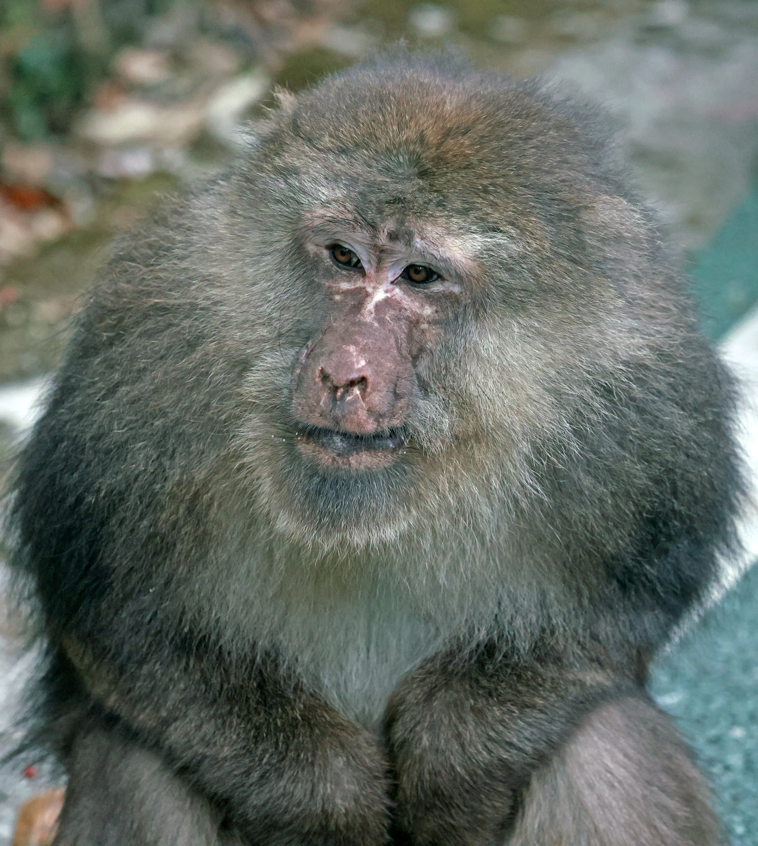 Tibetan Macaque (Macaca thibetana) Tangjiahe National Nature Reserve, Sichuan China (103).jpg