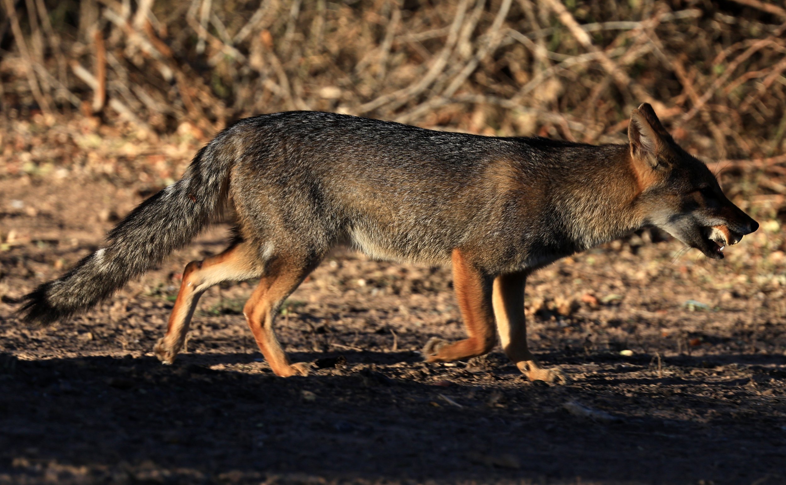 Pampas Fox (Lycalopex gymnocerca) Reserva Natural Canada el Carmen, Paraguay  (63).jpg