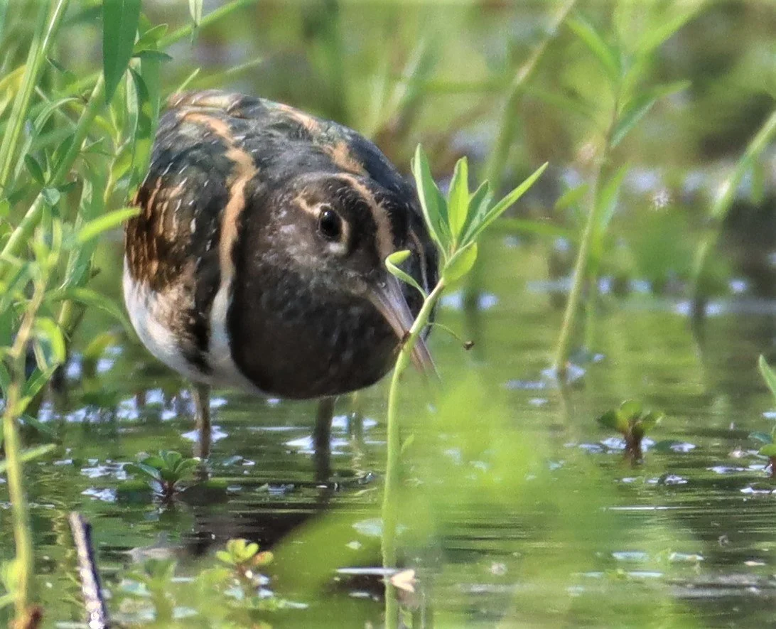 SNIPE - GREATER PAINTED SNIPE - Rostratula benghalensis - PATHUM THANI RICE RESE (36).JPG