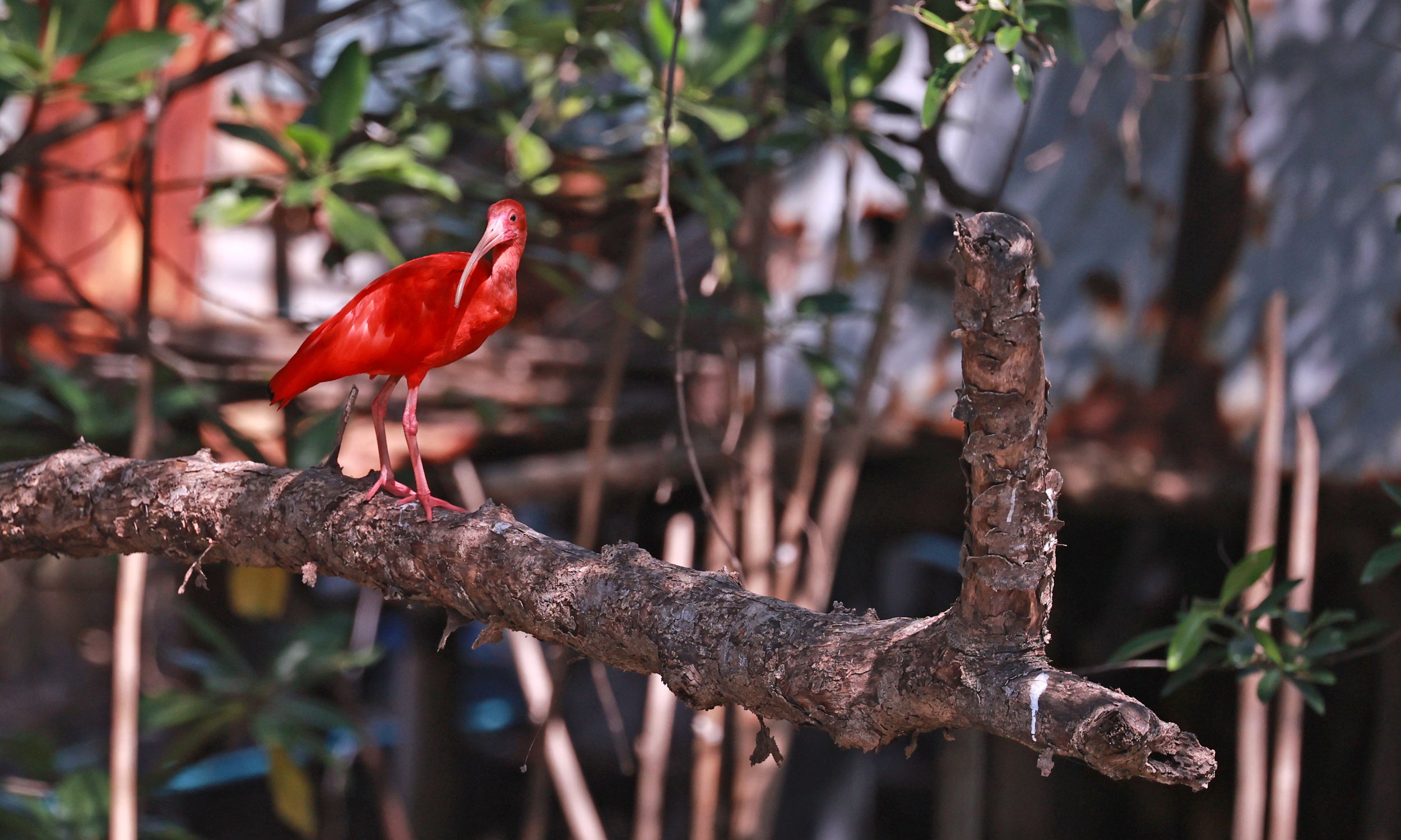 Ibis - Scarlet Ibis - Eudocimus ruber - 29 Songkaow Cafe, Chachoengsao Thailand (148).jpg