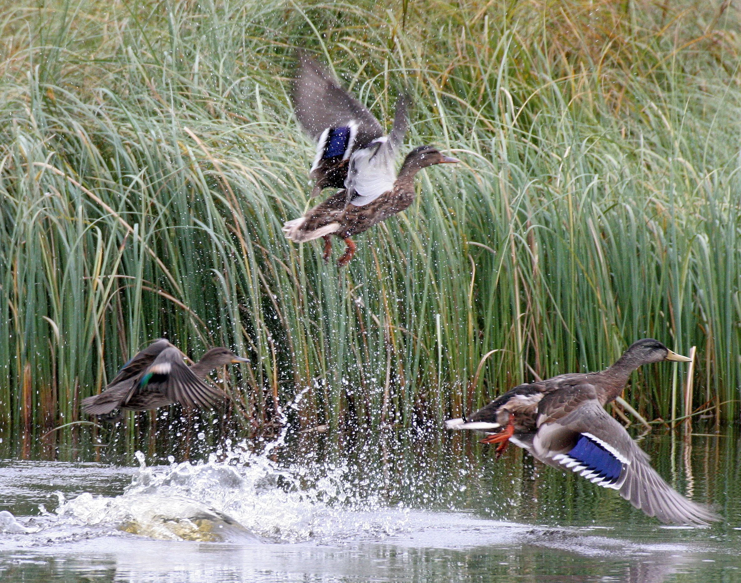 BIRD - DUCK - MALLARD FEMALES IN FLIGHT IN NORTHERN SWEDEN (7).jpg