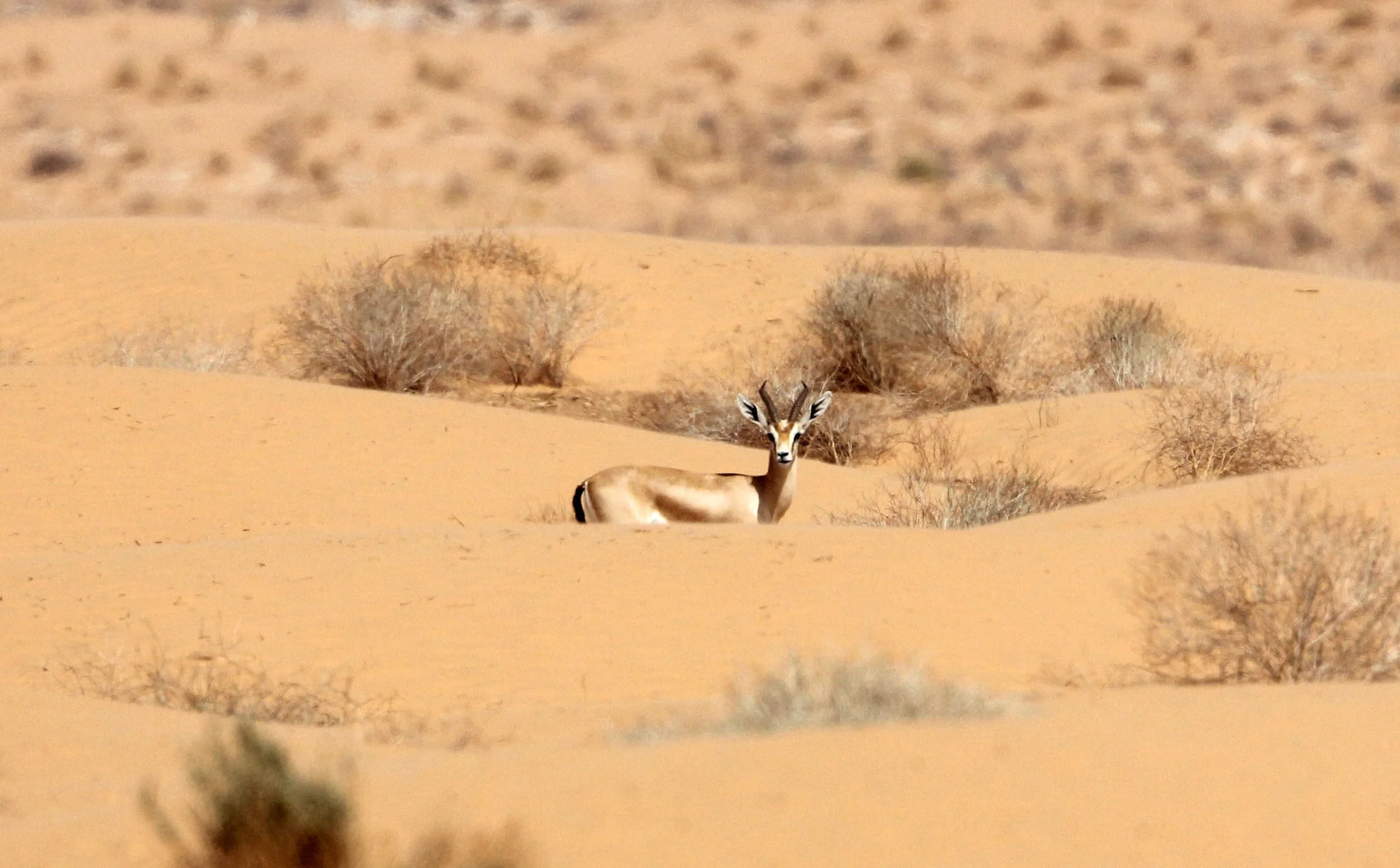 GAZELLE - SAHARAN DORCAS GAZELLE - Gazella dorcas osiris - JEBIL NATIONAL PARK TUNISIA (5).JPG
