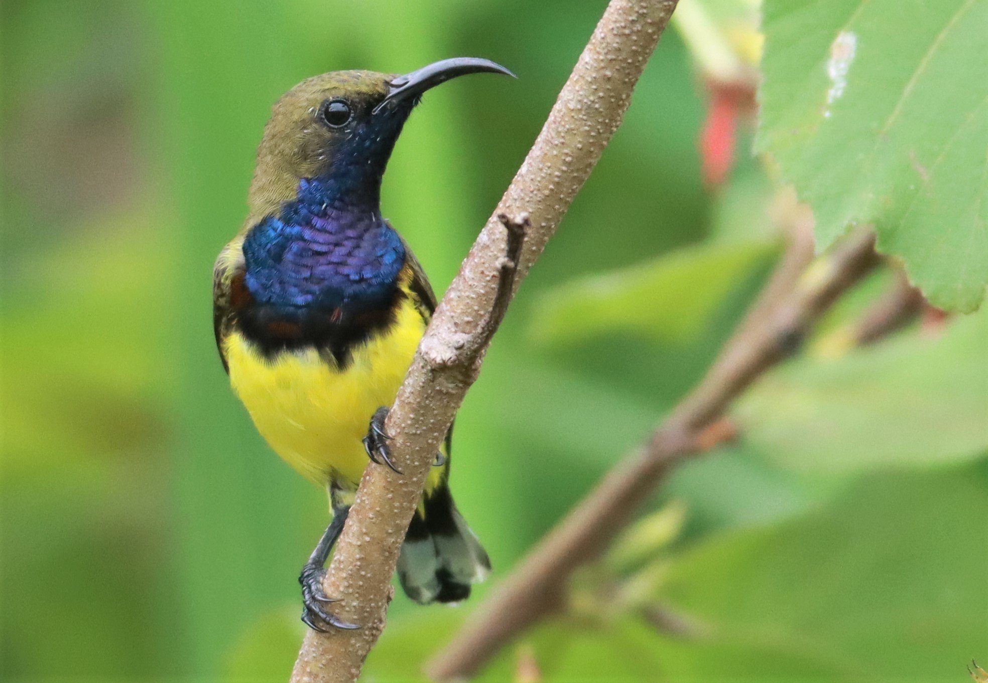 SUNBIRD - OLIVE-BACKED SUNBIRD - Nectarinia jugularis - NONG YA PLONG PETCHABURI (52).jpg
