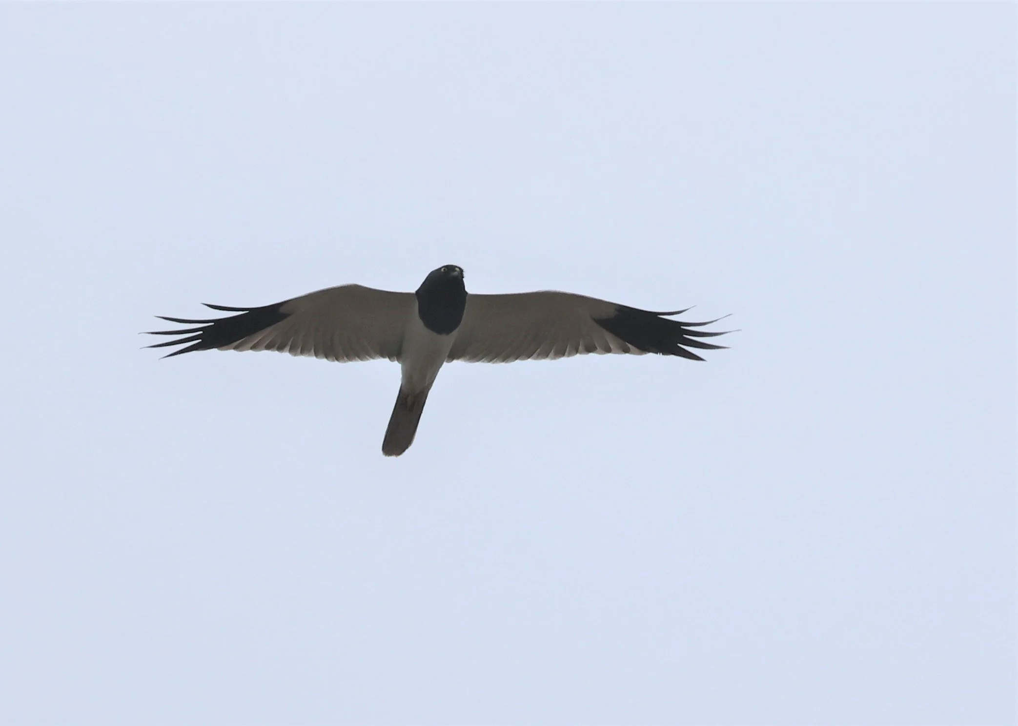 HARRIER - PIED HARRIER - Circus melanoleucos - YONOK CHIANG SAEN CHIANG RAI - ROOST Feb 2022 (63).jpg