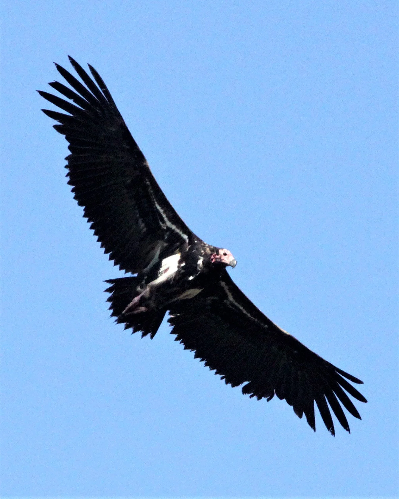 Sarcogyps calvus - RED-HEADED (ASIAN KING) VULTURE - KANHA NATIONAL PARK INDIA aa1.jpg