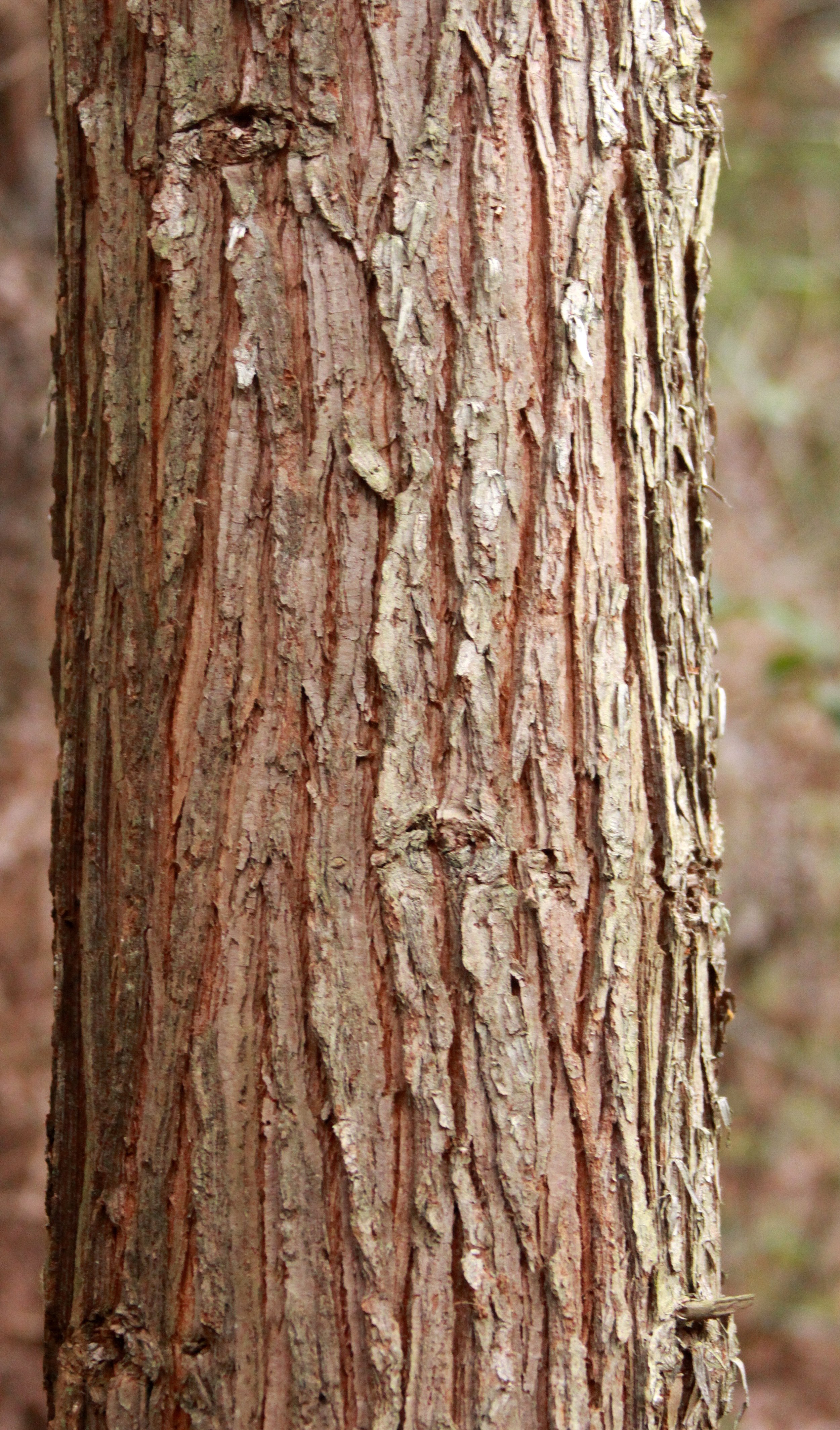 TAXODIACEAE - CUNNINGHAMIA LANCEOLATA - MEIHUASHAN - FUJIAN CHINA (33).JPG