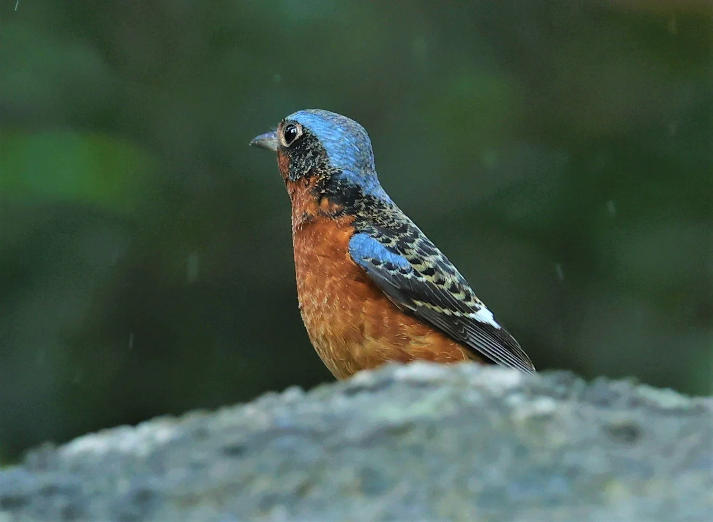 ROCK-THRUSH - WHITE-THROATED ROCK-THRUSH - Monticola gularis - WAT THAM PRATHUM CHONBURI JAN 30 2022 (90).jpg