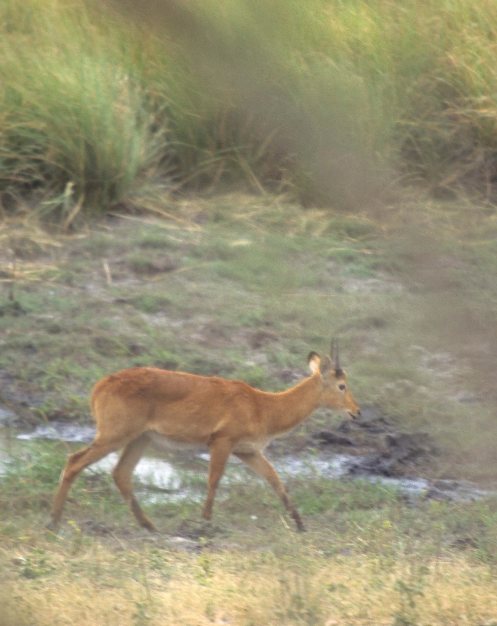 BOVID - ORIBI - UGANDA QE NP.jpg