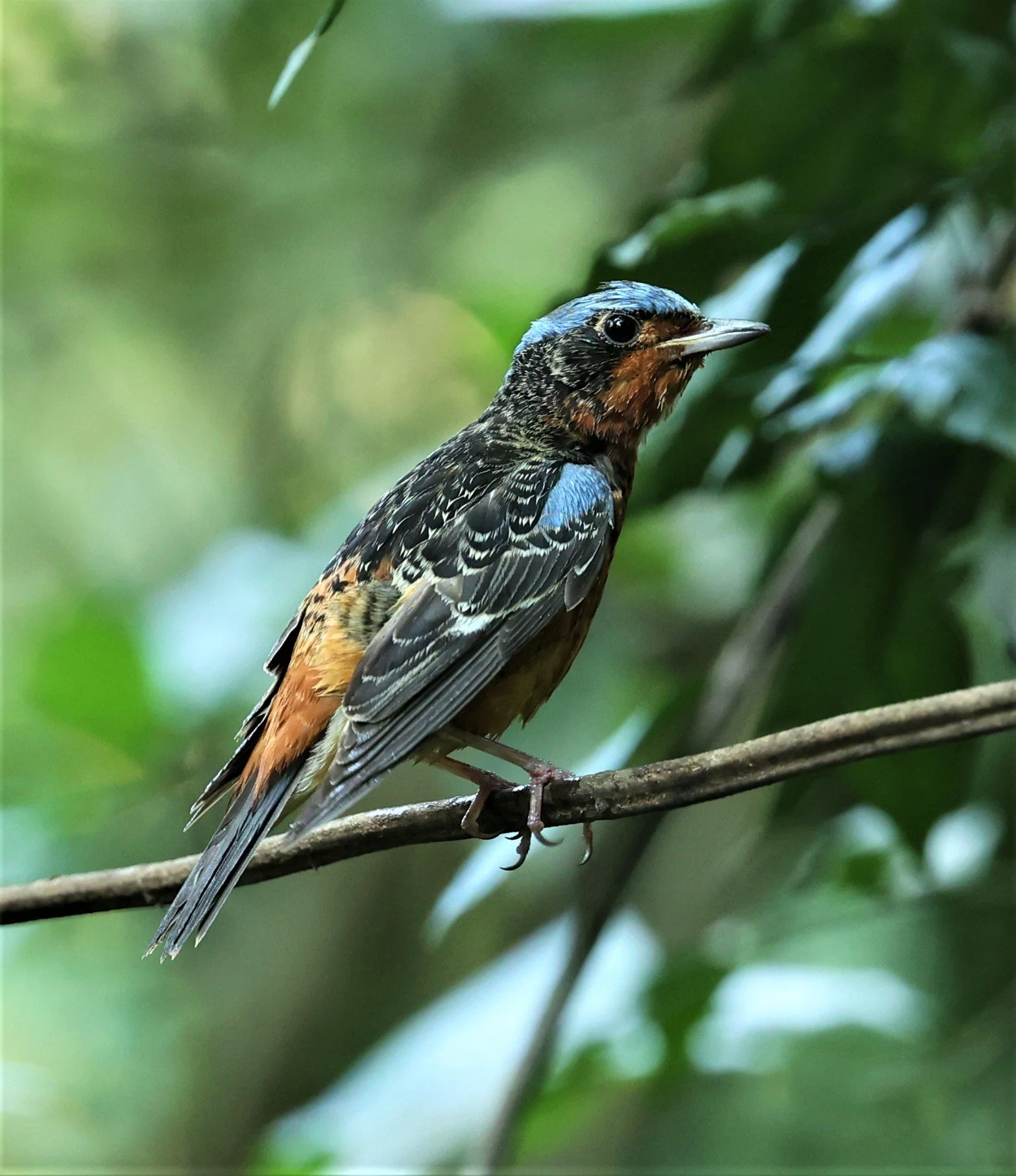 ROCK-THRUSH - WHITE-THROATED ROCK-THRUSH - Monticola gularis - WAT THAM PRATHUM CHONBURI March 2022 (78).jpg