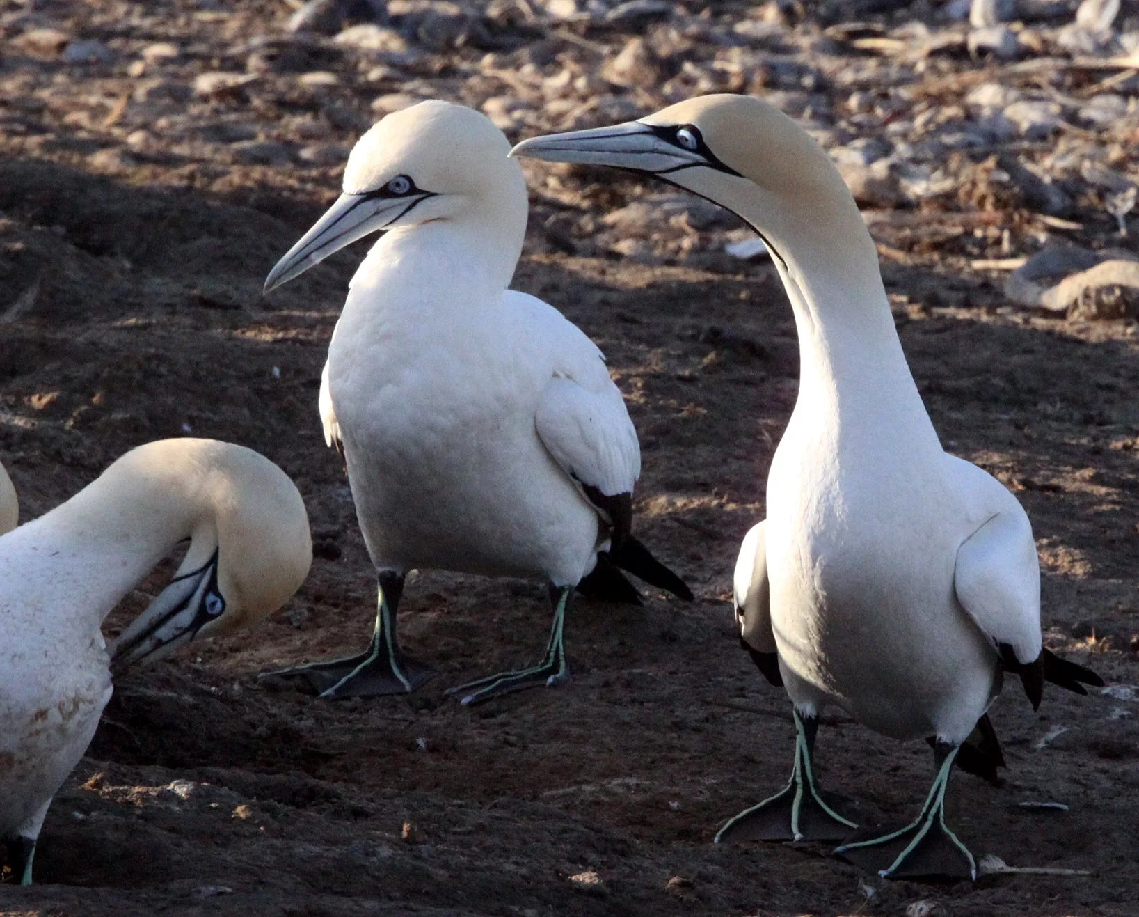 Cape gannet (Morus capensis) Lambert's Bay South Africa (46).JPG