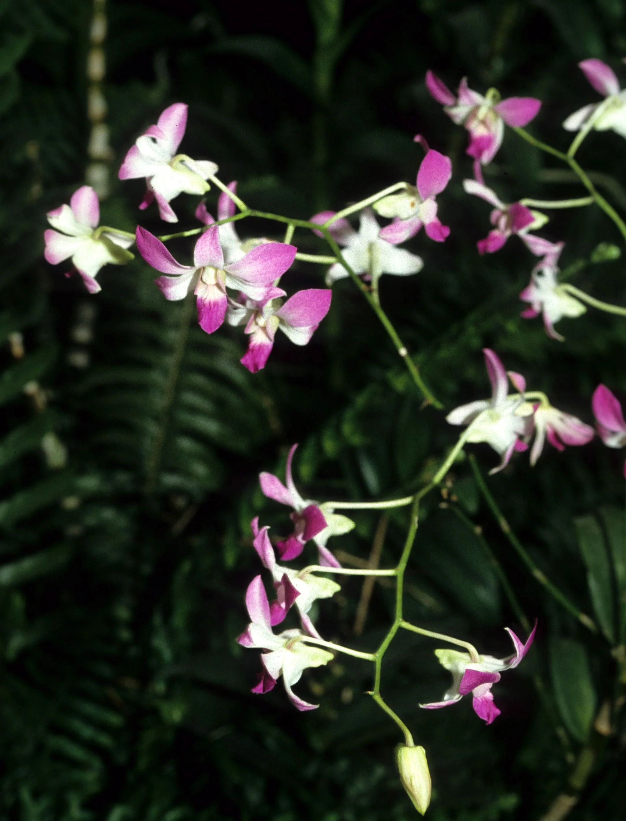 HAWAII - HAWAII - ORCHID - SPECIES (7).jpg