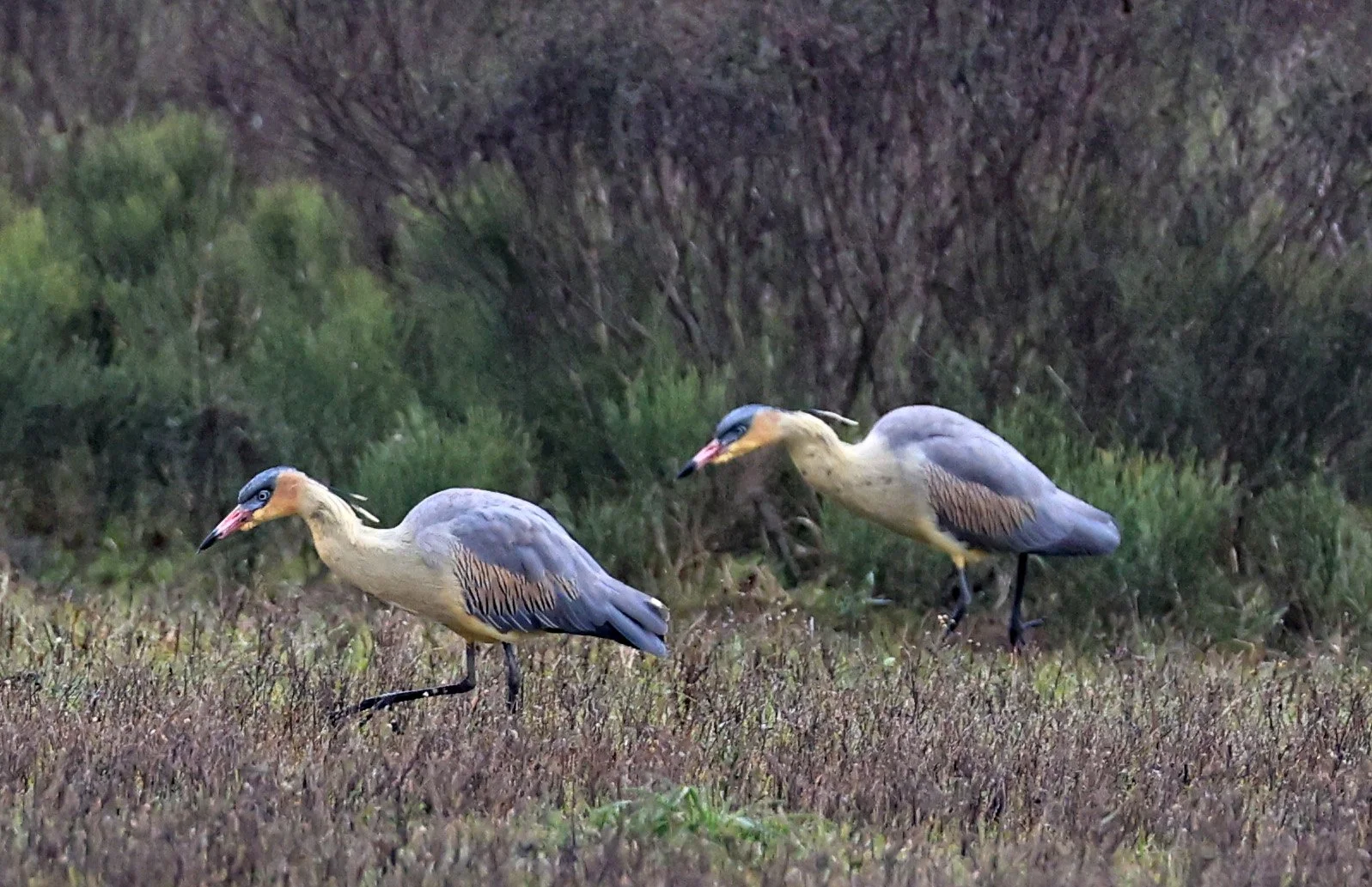 Whistling Heron (Syrigma sibilatrix) El Palmar National Park, Entre Rios, Argentina (16).jpg