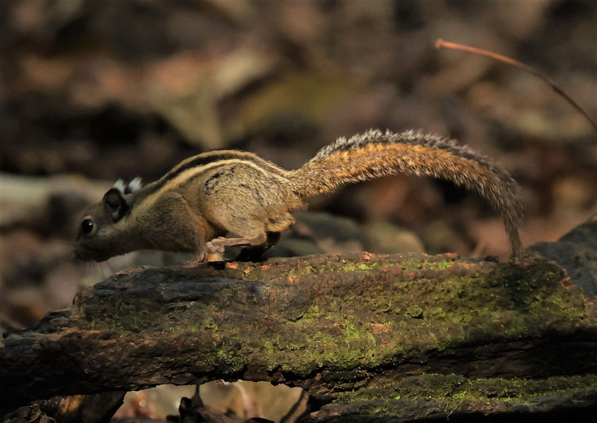 Tamiops mcclellandii - WESTERN STRIPED SQUIRREL - LUNG SIN HIDE NEAR KAENG KRACHAN FEB 2022 (4).jpg