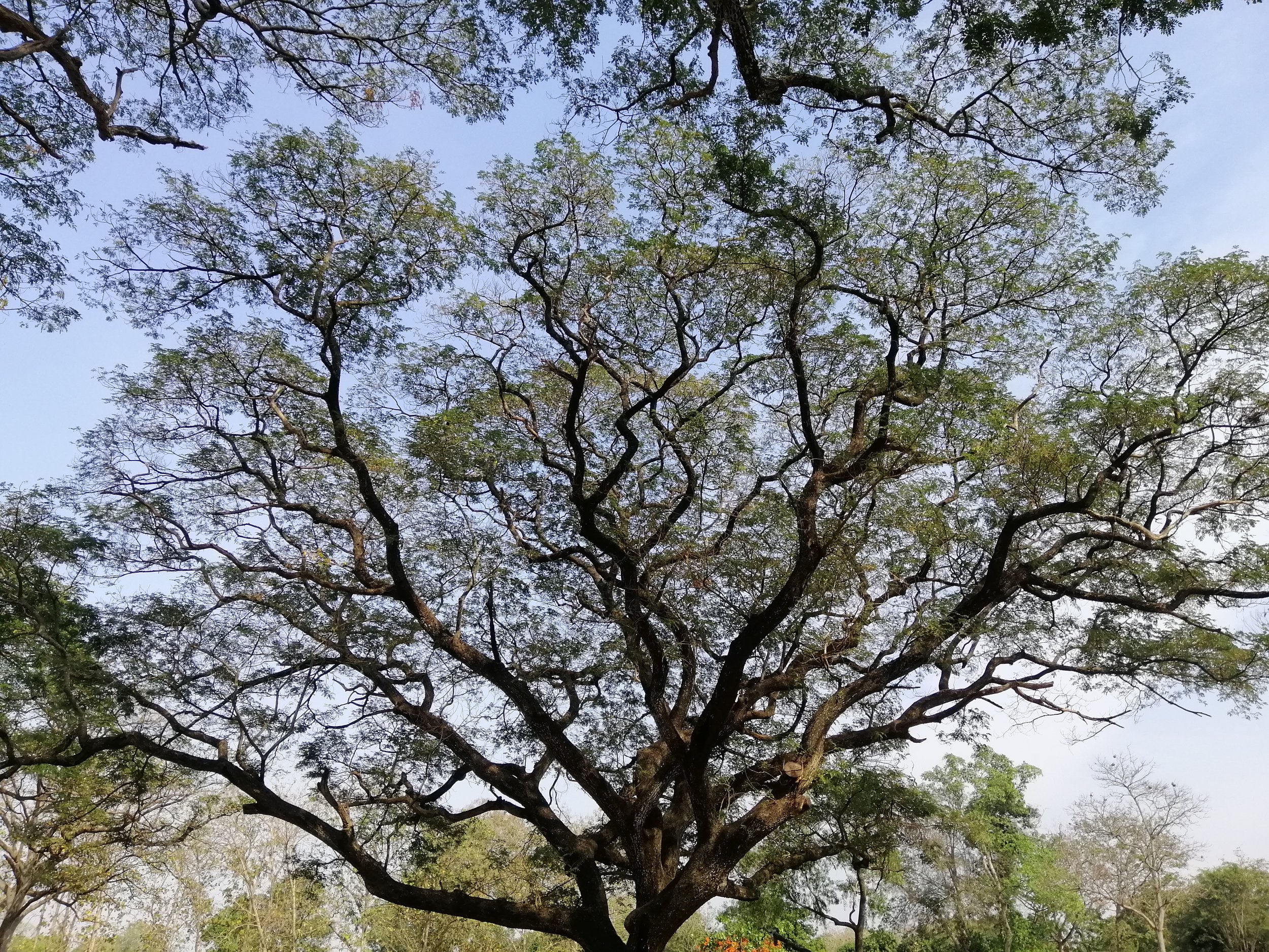 Samanea saman, commonly known as a Monkey Pod or Rain Tree. This specific tree is a well-known giant monkey pod tree located in Kanchanaburi, Thailand. 
