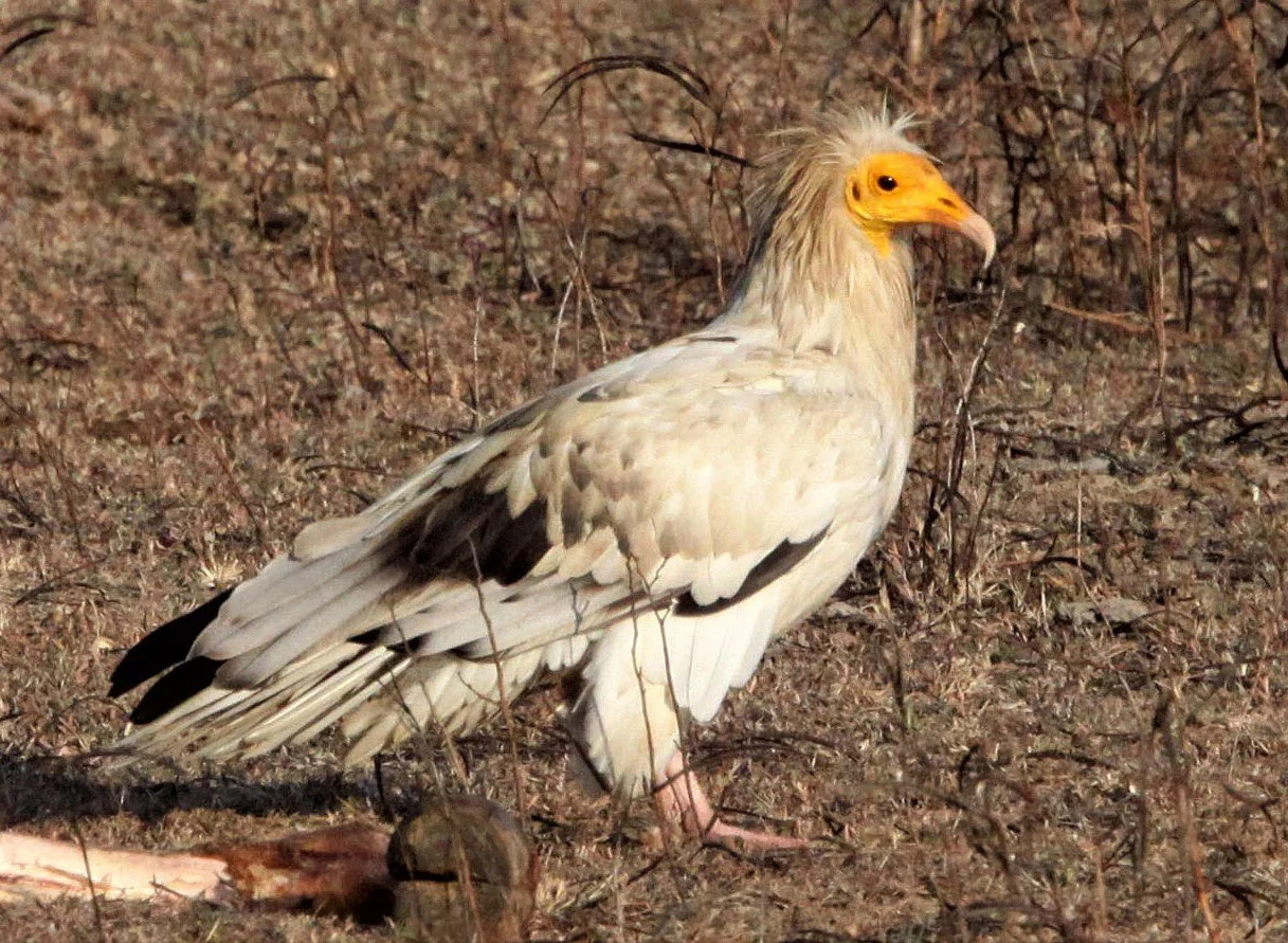 Neophron percnopterus - EGYPTIAN VULTURE - KANHA NATIONAL PARK INDIA aa1.jpg