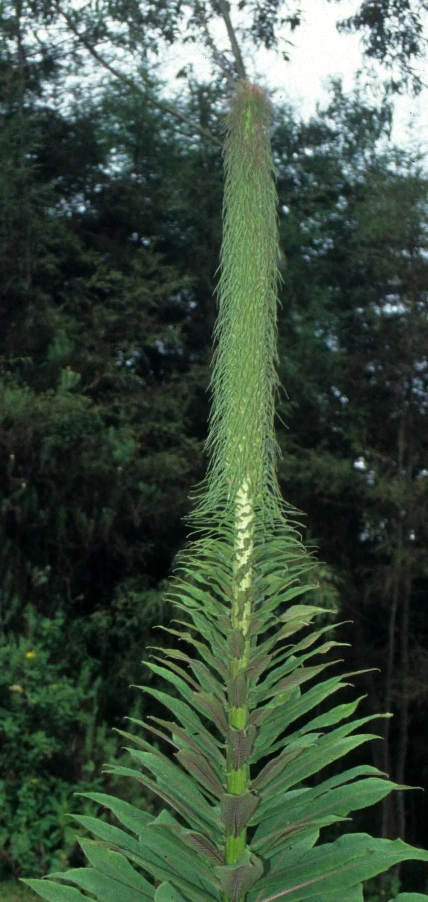 RWANDA - PLANTS - LOBELIA. A1.jpg