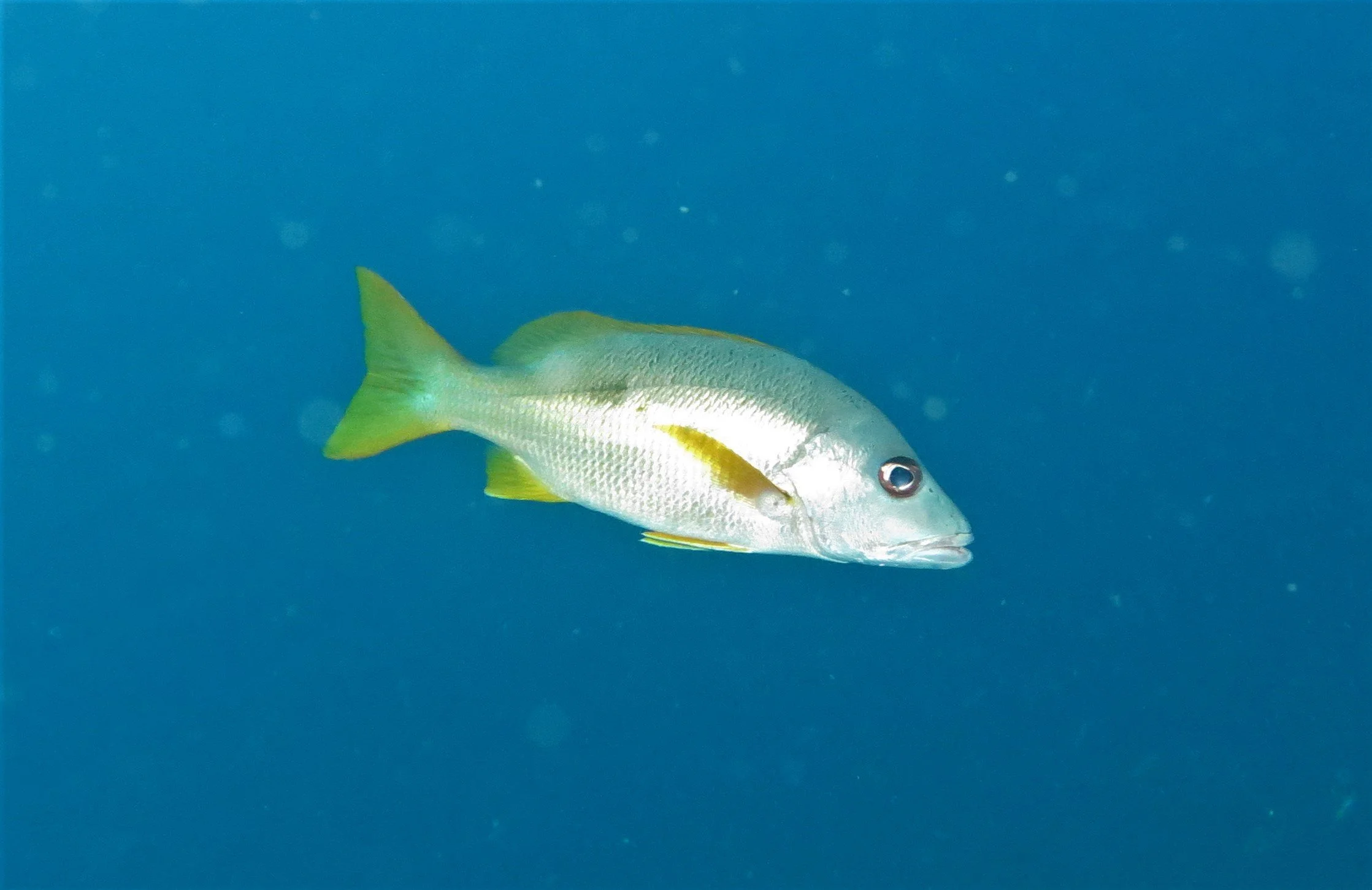 Family Lutjanidae - Snapper — Coke Smith Wildlife