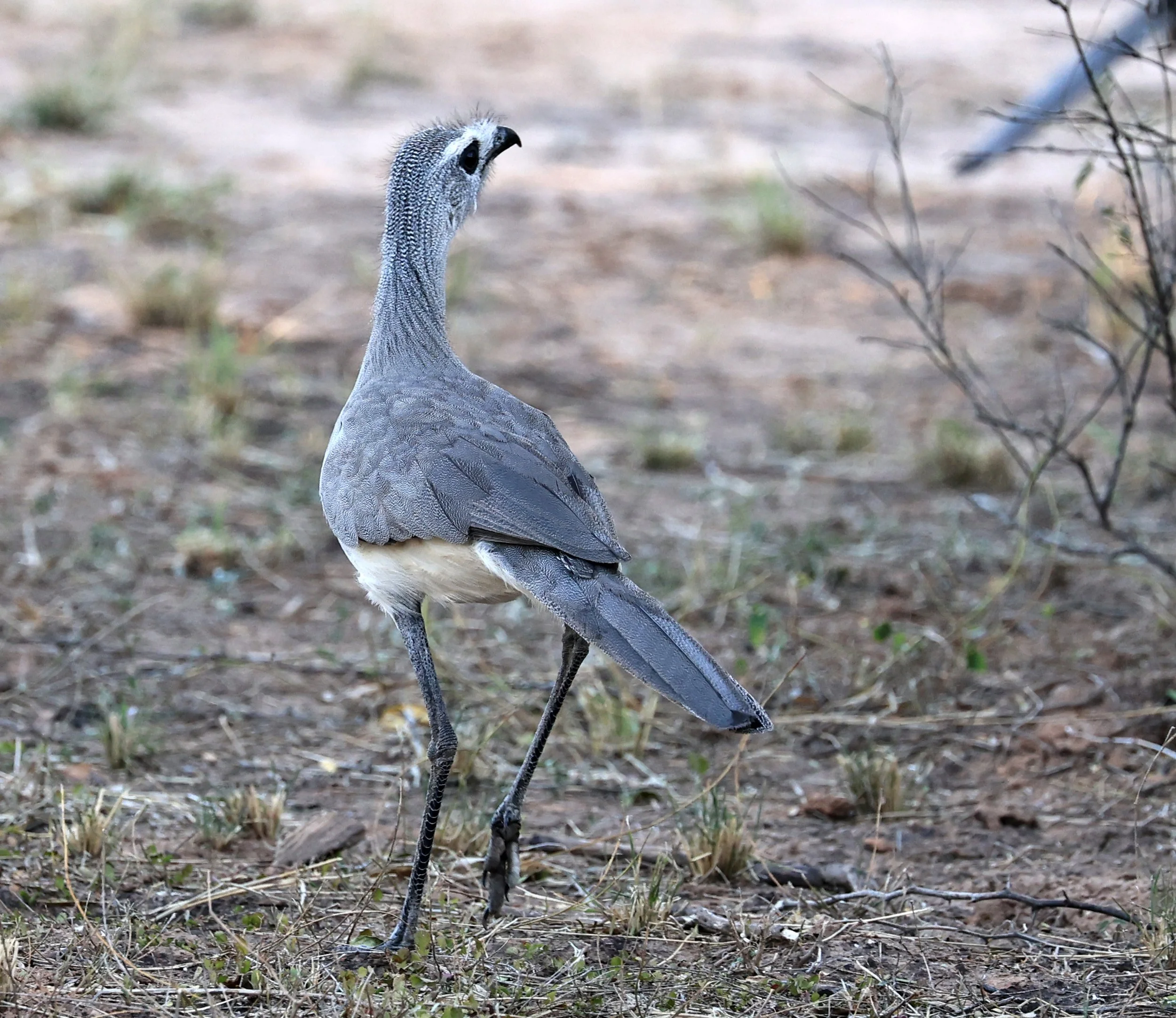 Black-legged Seriema (Chunga burmeisteri) Parque Nacional Teniente Agripino Enciso (29).jpg