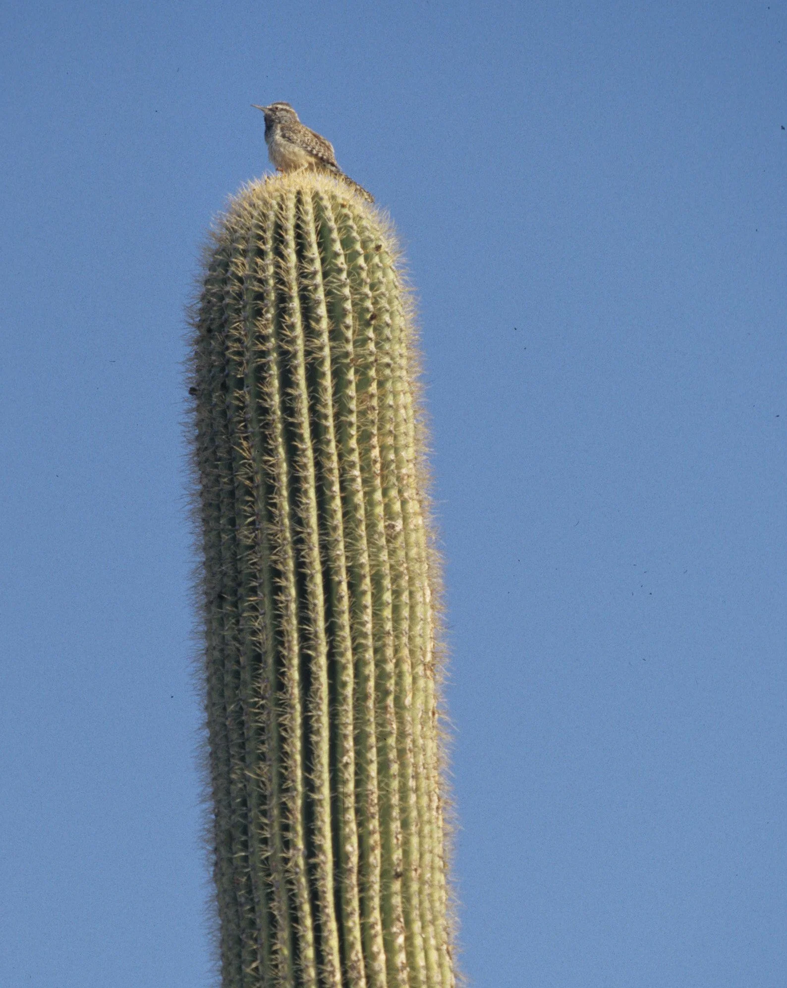 BIRD - WOODPECKER - LADDERBACKED - ORGAN PIPES C.jpg