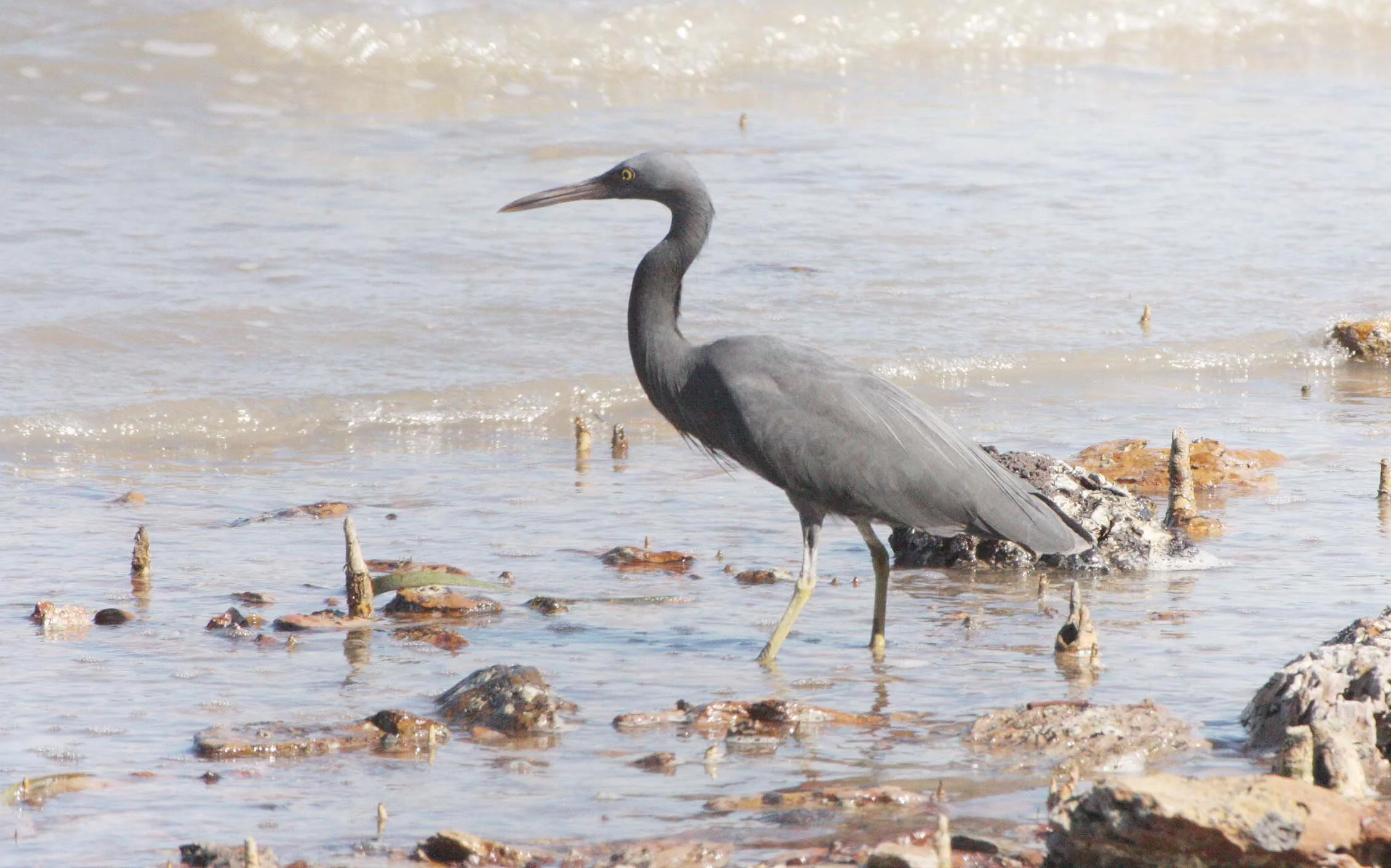EGRET - PACIFIC REEF EGRET - Egretta sacra - KOH LANTA  (27).JPG
