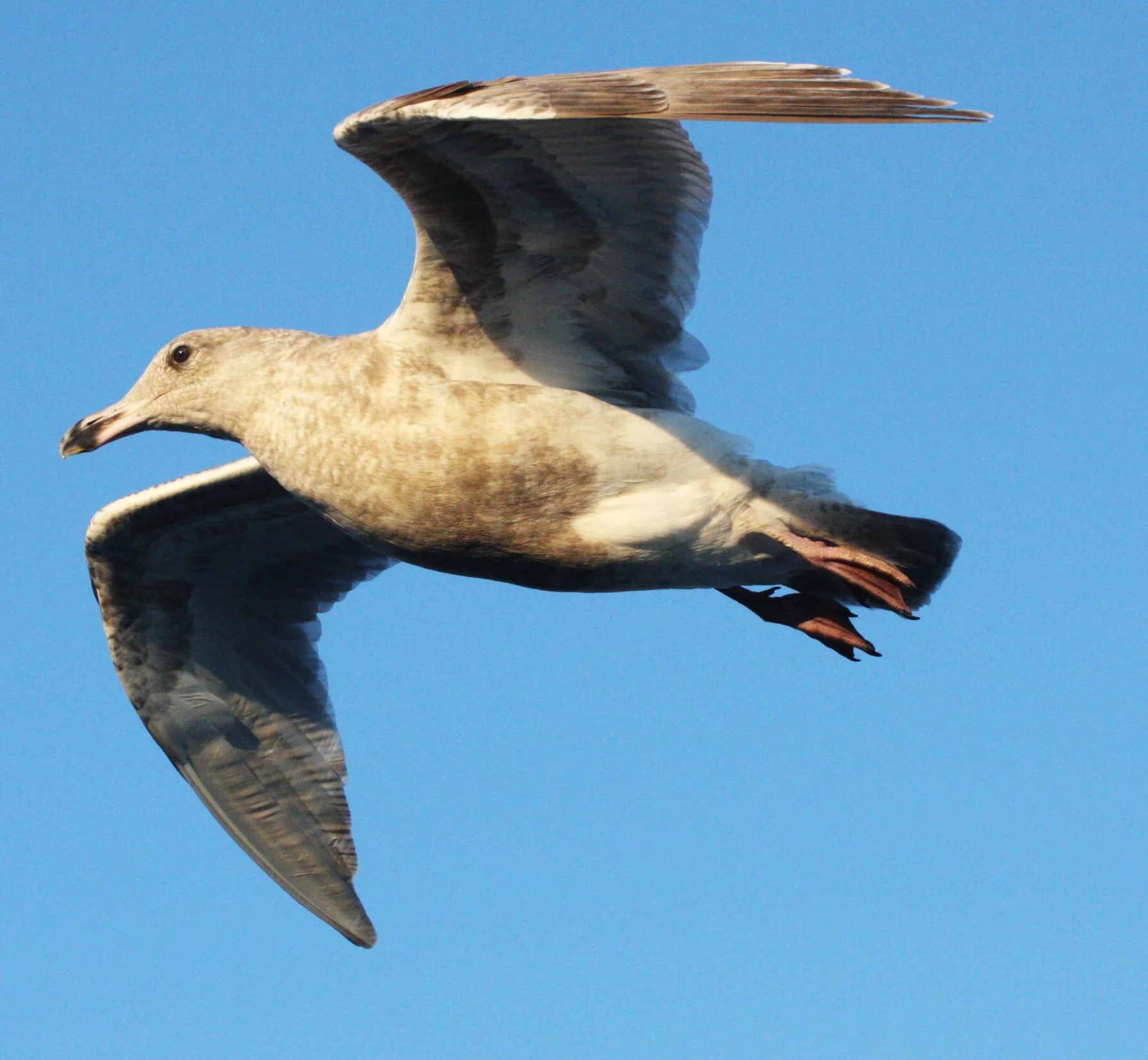 BIRD - GULL - CALIFORNIA GULL - FIRST WINTER - ELLIOTT BAY SEATTLE (2).JPG