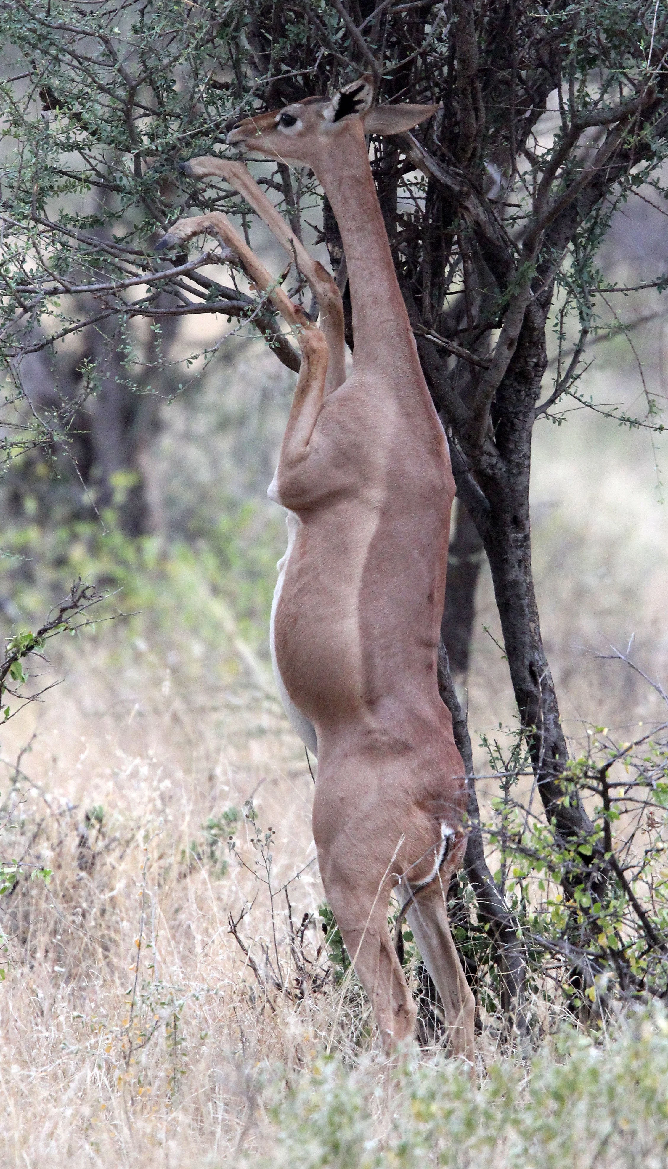 GERENUK - SOUTHERN GERENUK - Litocranius walleri - SAMBURU NATIONAL PARK KENYA  (61).JPG