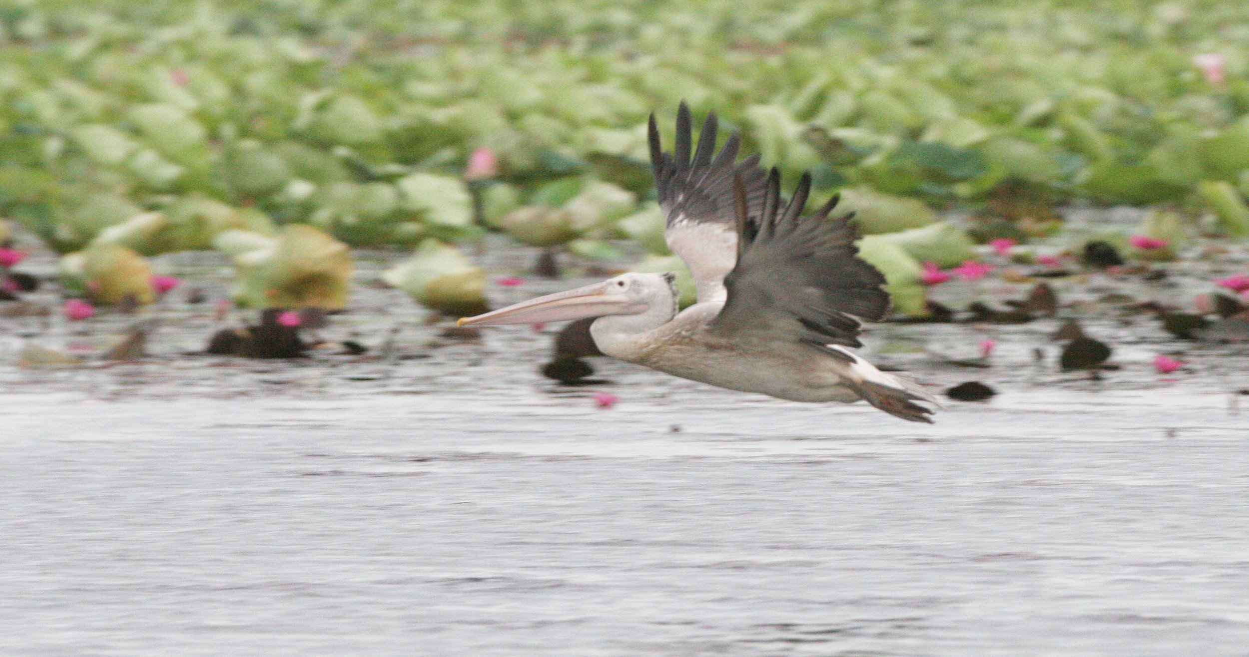 PELICAN - SPOT-BILLED PELICAN - Pelecanus philippensis - BUENG BORAPHET THAILAND (52).JPG