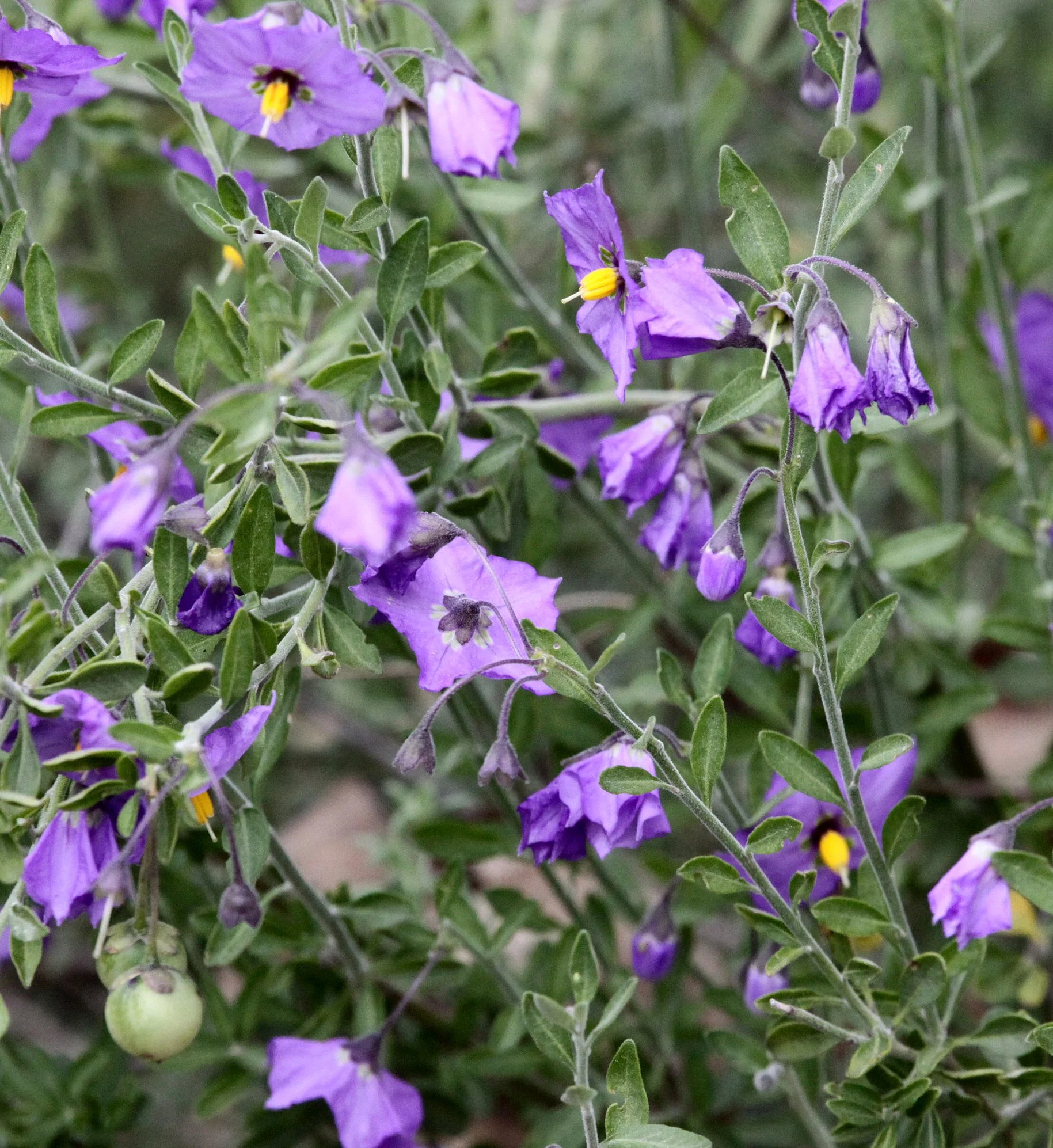 SOLANACEAE - SOLANUM UMBELLIFERUM - BLUE WITCH - PINNACLES NATIONAL MONUMENT CALIFORNIA (4).JPG