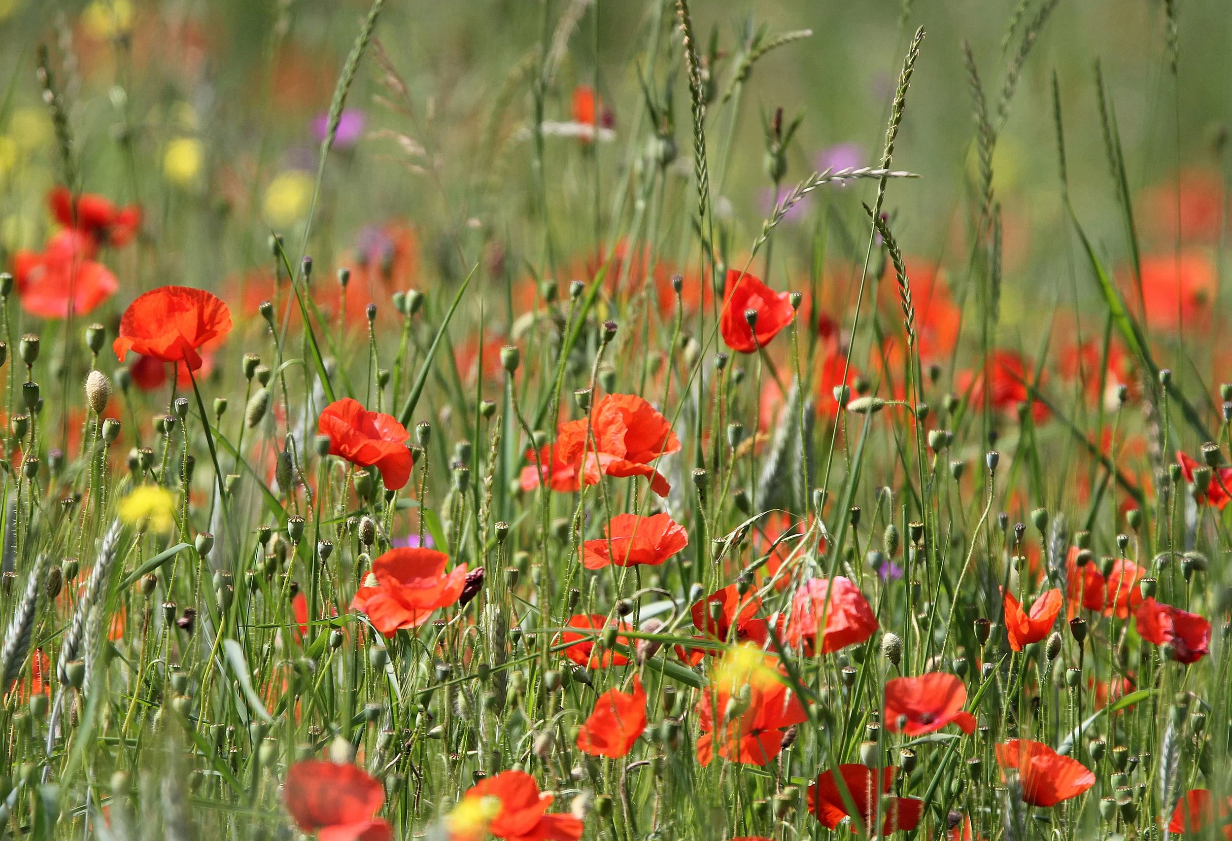 VERCORS NATIONAL PARK FRANCE (58).JPG